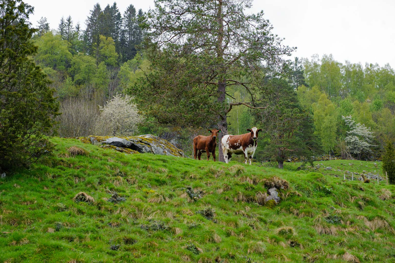 Nikon D3 sample photo. Cows at a pasture photography