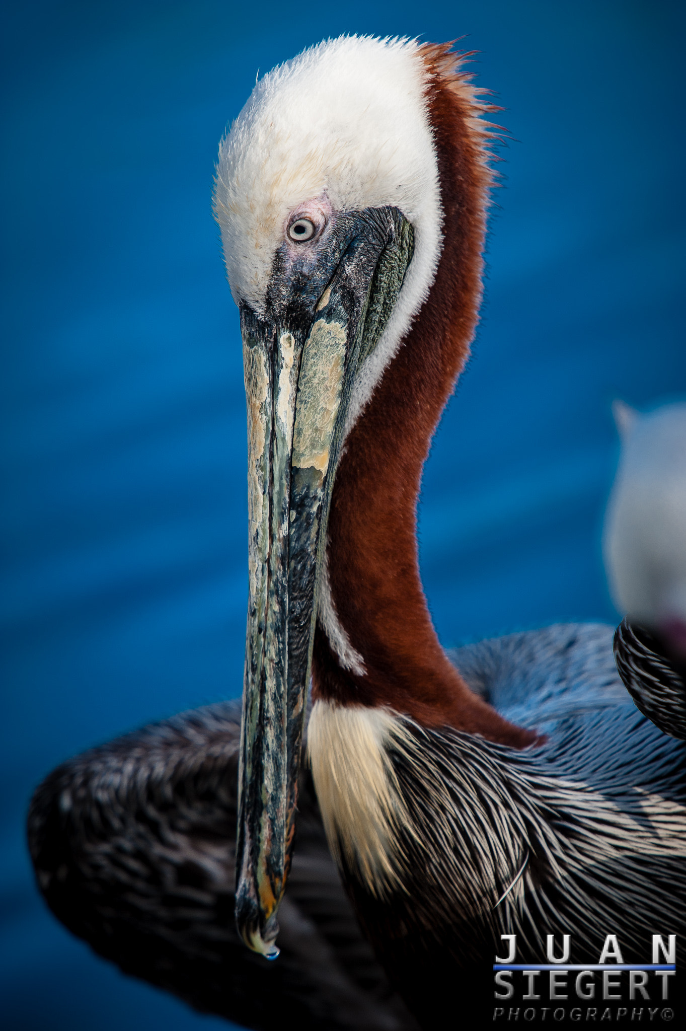 Nikon AF-S Nikkor 70-200mm F2.8G ED VR II sample photo