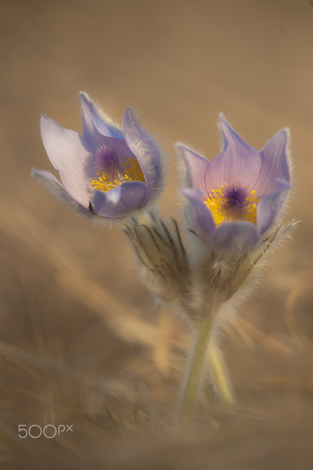 Sony Alpha DSLR-A900 sample photo. Wild flowers photography