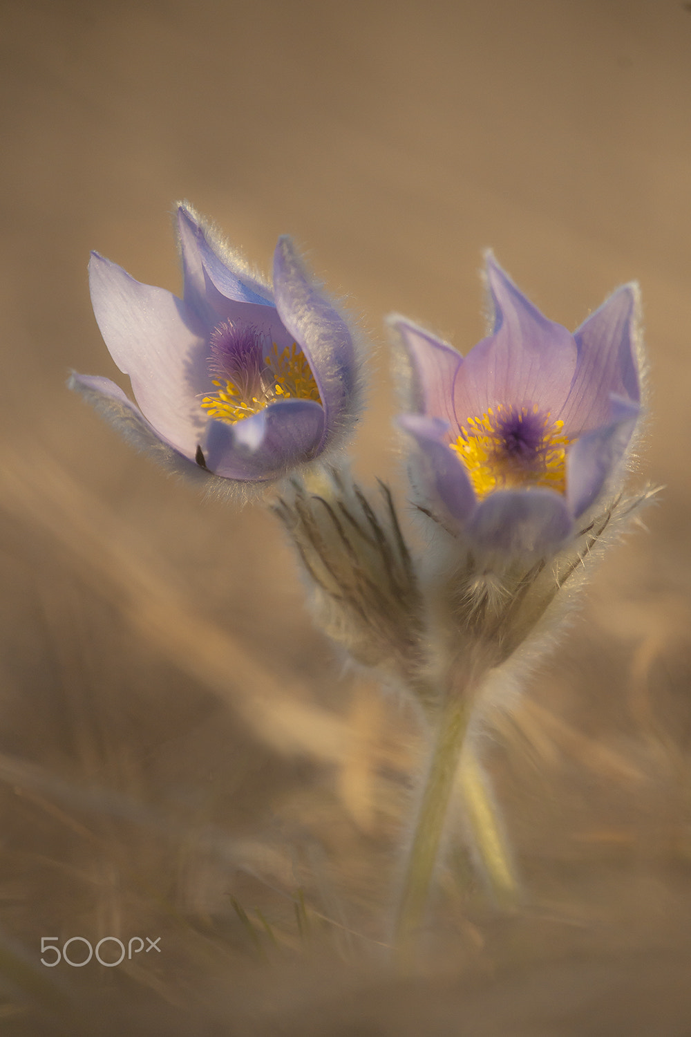 Sony 75-300mm F4.5-5.6 sample photo. Wild flowers photography