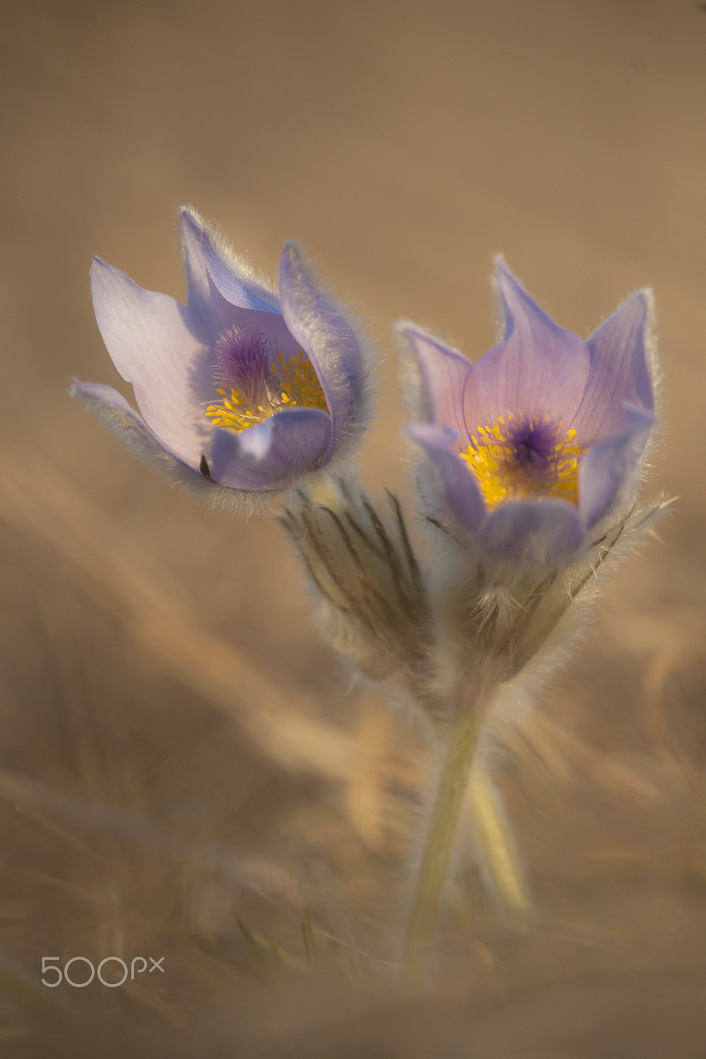 Sony Alpha DSLR-A900 + Sony 75-300mm F4.5-5.6 sample photo. Wild flowers photography