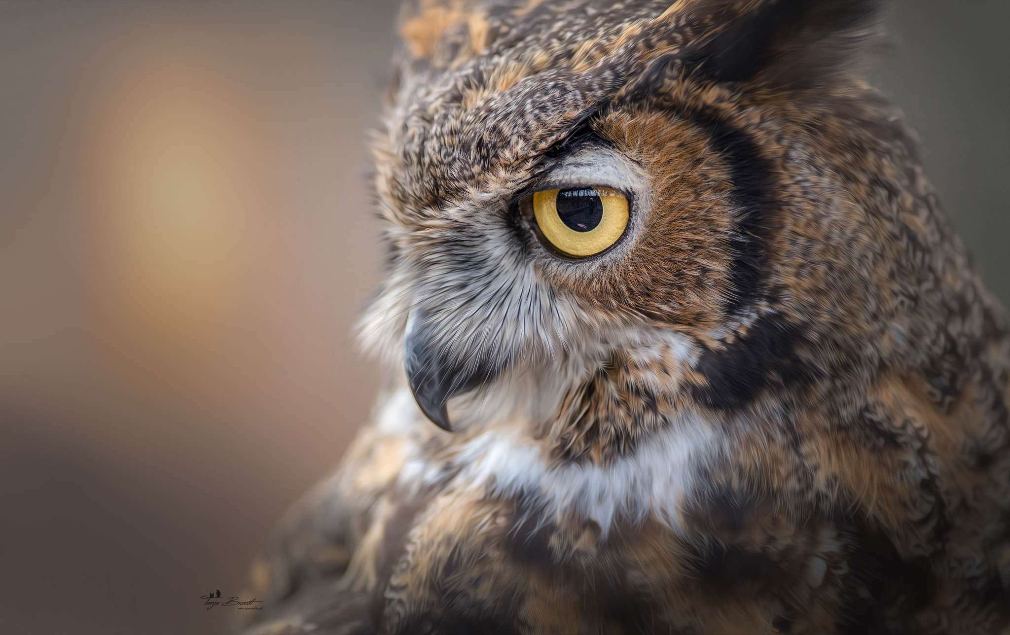 Nikon AF-S Nikkor 300mm F2.8G ED VR II sample photo. Eye photography