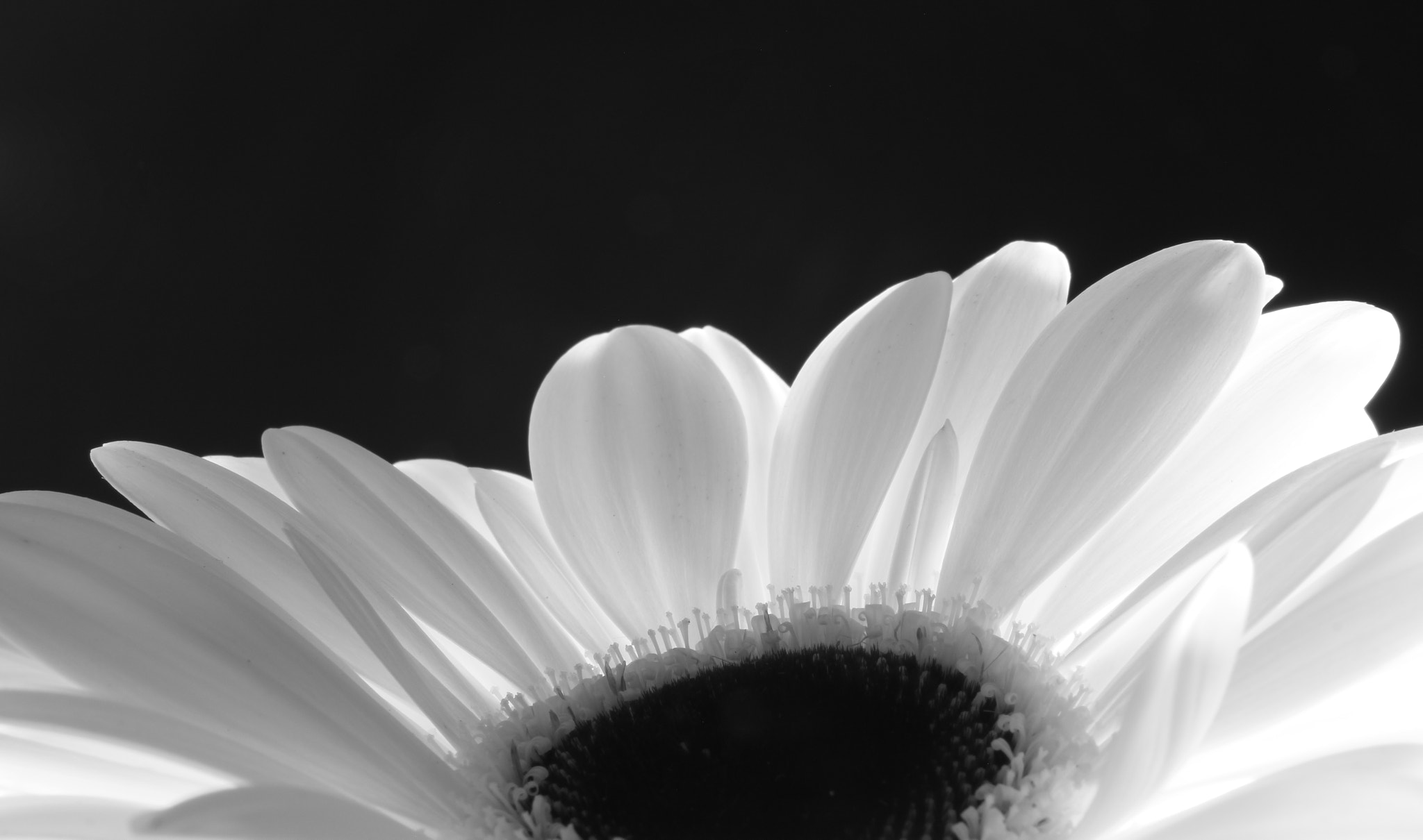 Sigma 17-70mm F2.8-4 DC Macro OS HSM sample photo. Shining flower photography