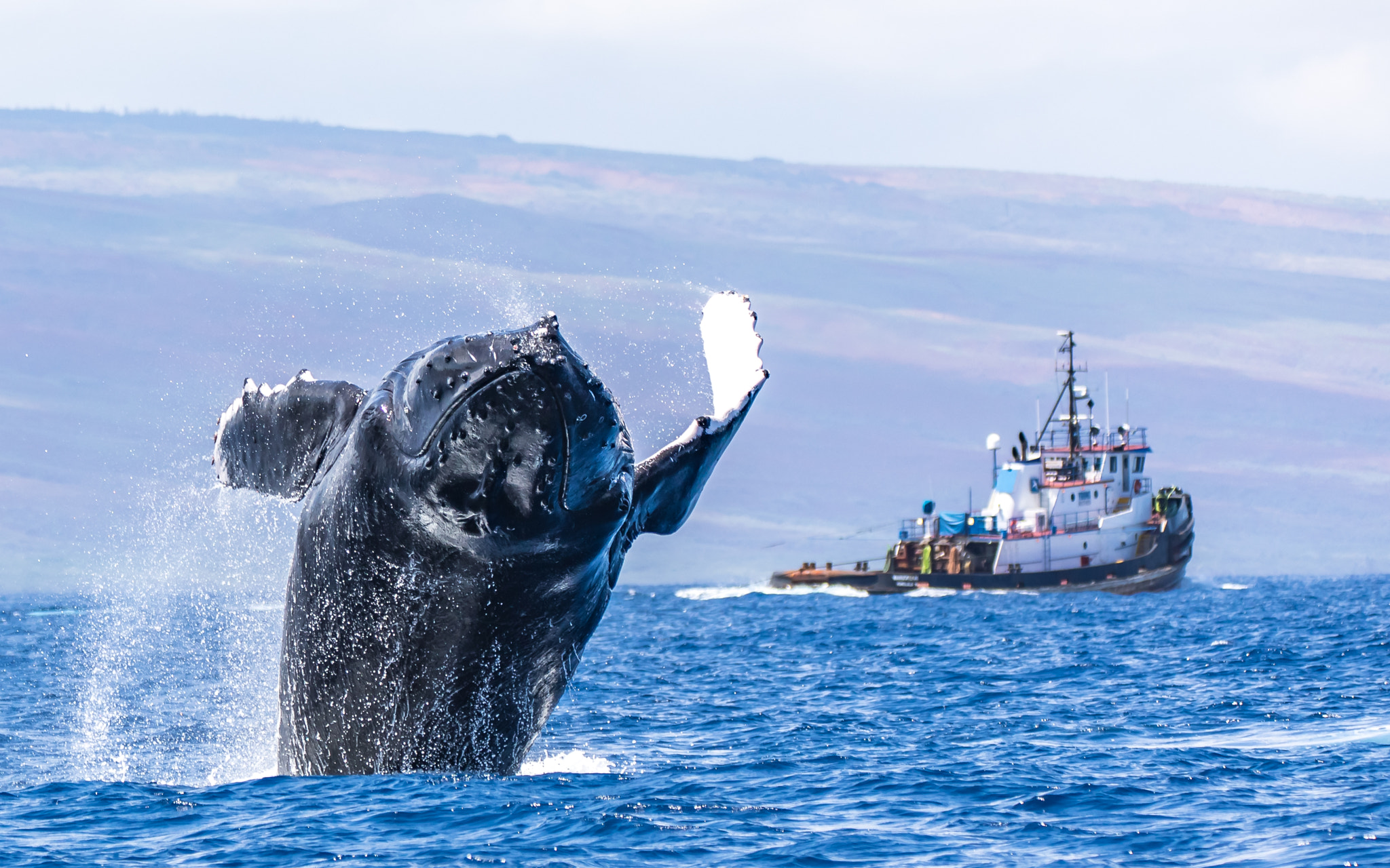 150-600mm F5-6.3 DG OS HSM | Contemporary 015 sample photo. Breech humpback photography