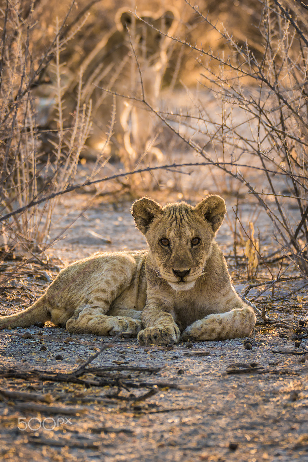 Sigma 150-600mm F5-6.3 DG OS HSM | C sample photo. Lion cubs photography