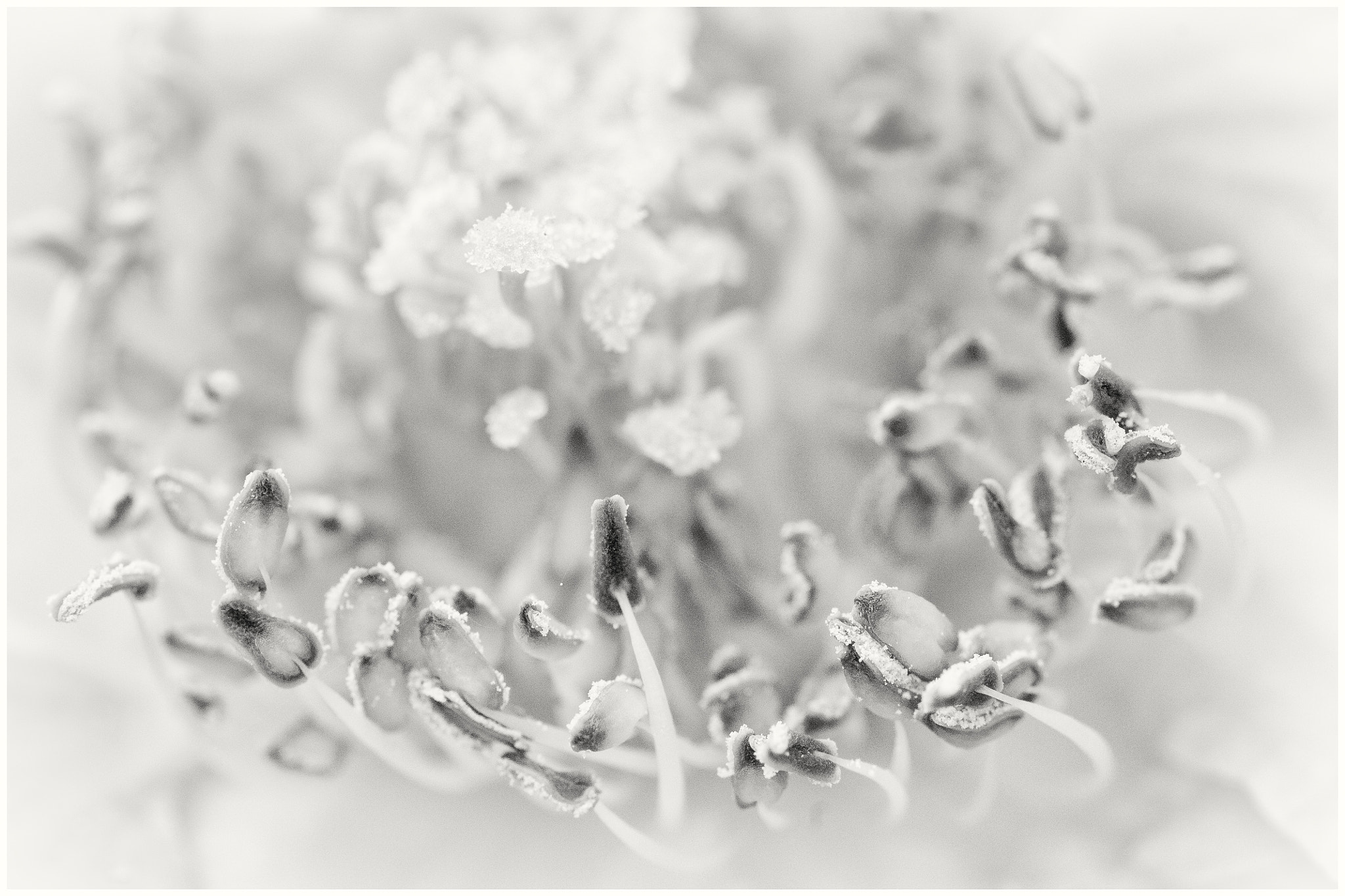 Sigma 50mm f/1.4 EX DG HSM + 1.4x sample photo. Flower photography