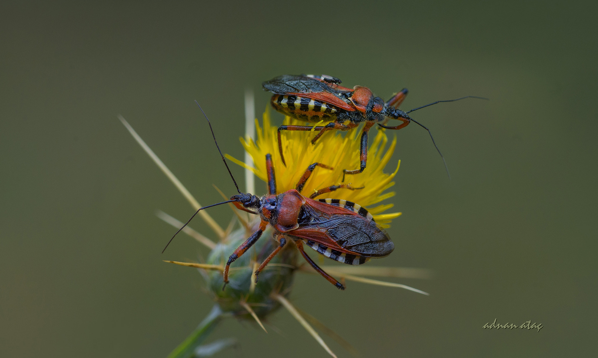 Nikon D4 sample photo. Katil (yırtıcı) tahtakurusu - rhynocoris punctiventris - orange assassin bug photography