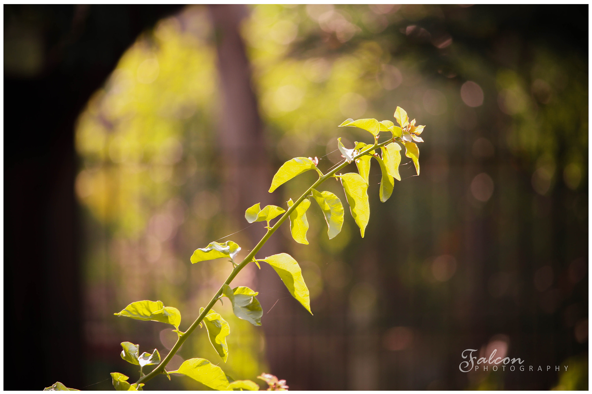Canon EF-S 55-250mm F4-5.6 IS STM sample photo. Morning art  photography