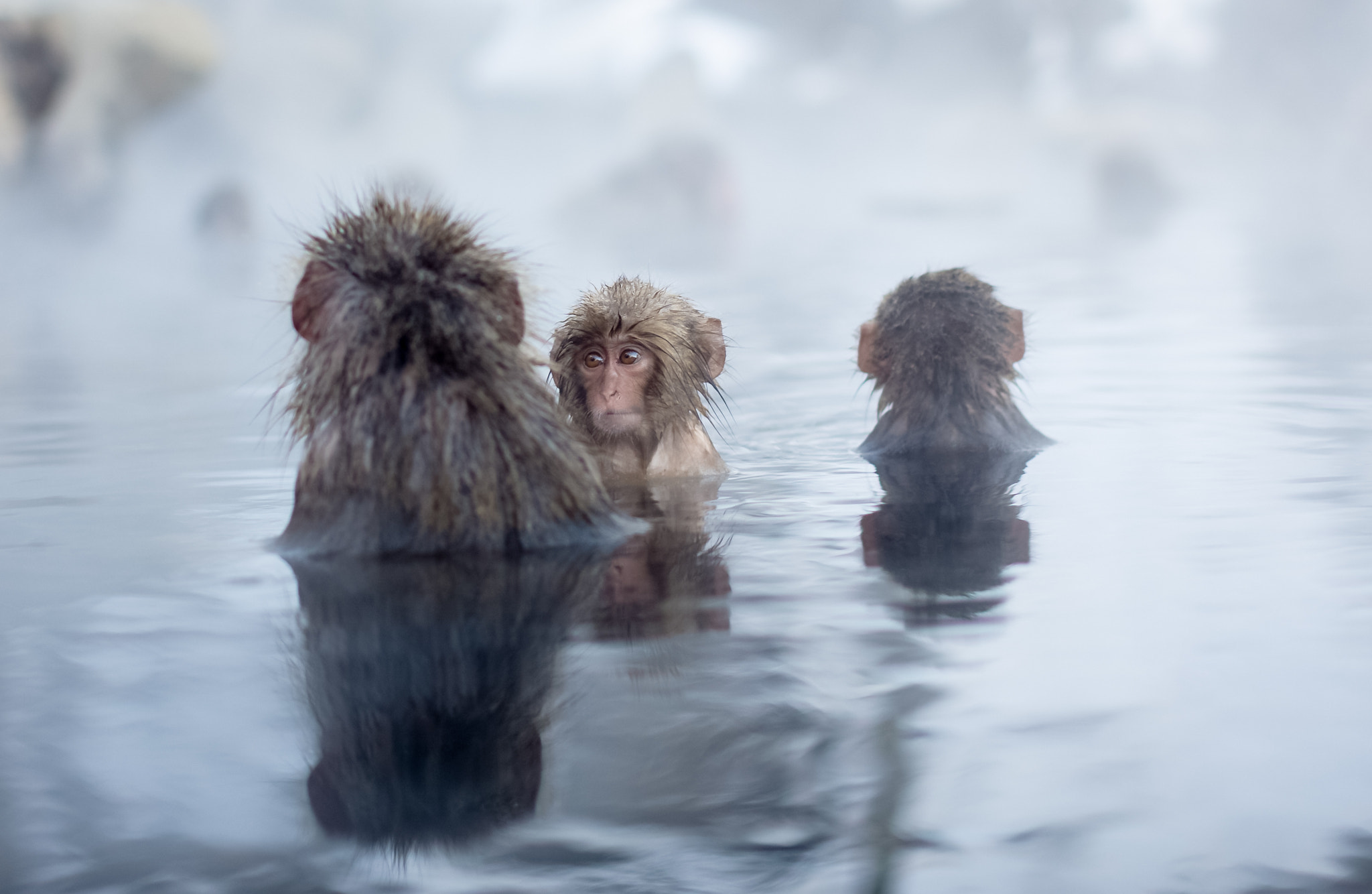 Canon EOS 6D + Canon EF 50mm F1.2L USM sample photo. Monkeys photography