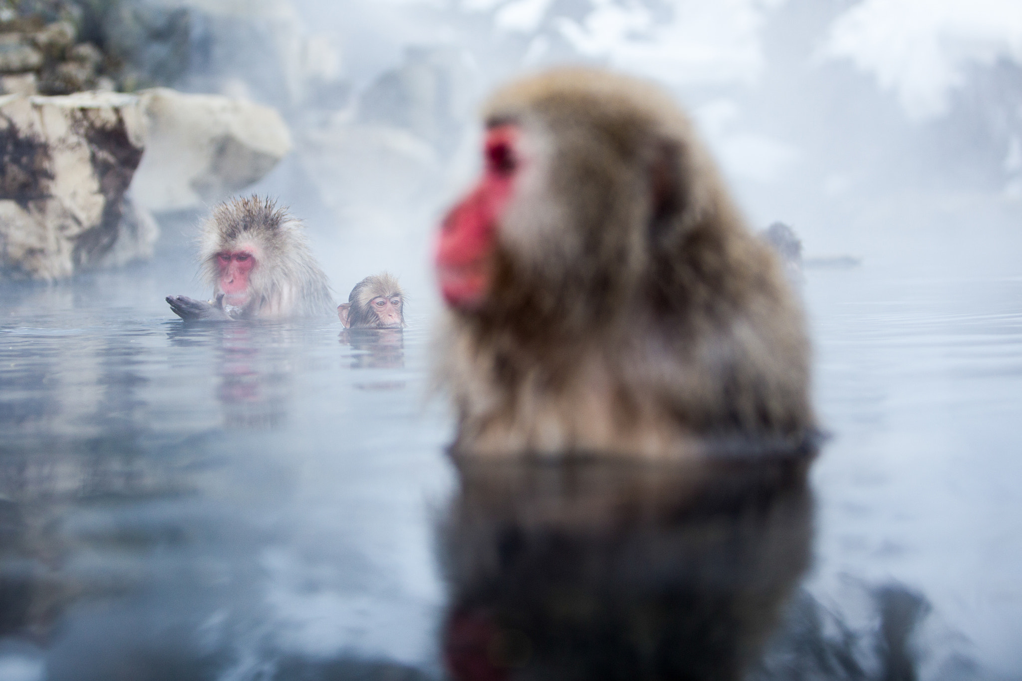 Canon EF 70-200mm F2.8L IS USM sample photo. Monkeys photography
