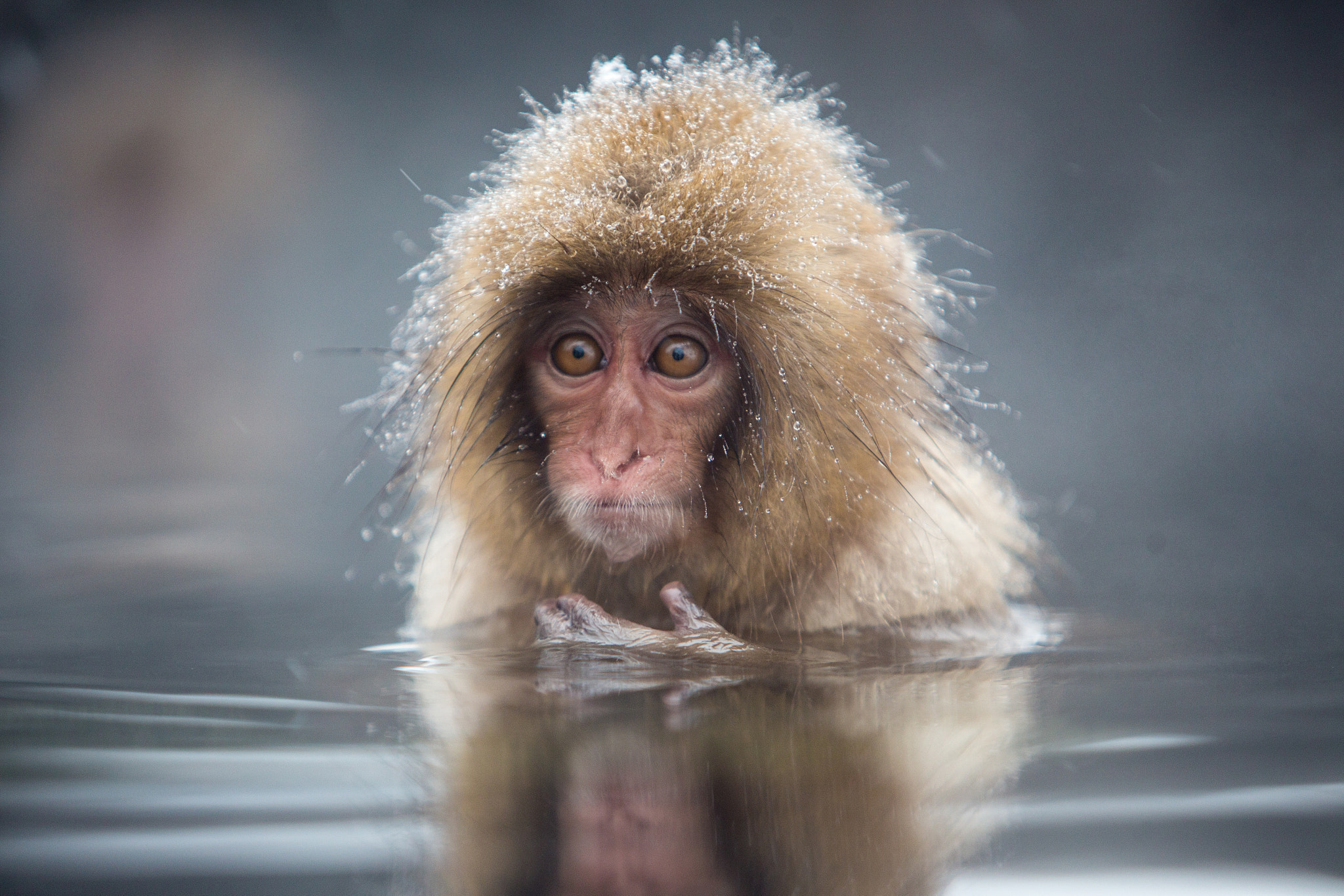Canon EF 70-200mm F2.8L IS USM sample photo. Monkeys photography