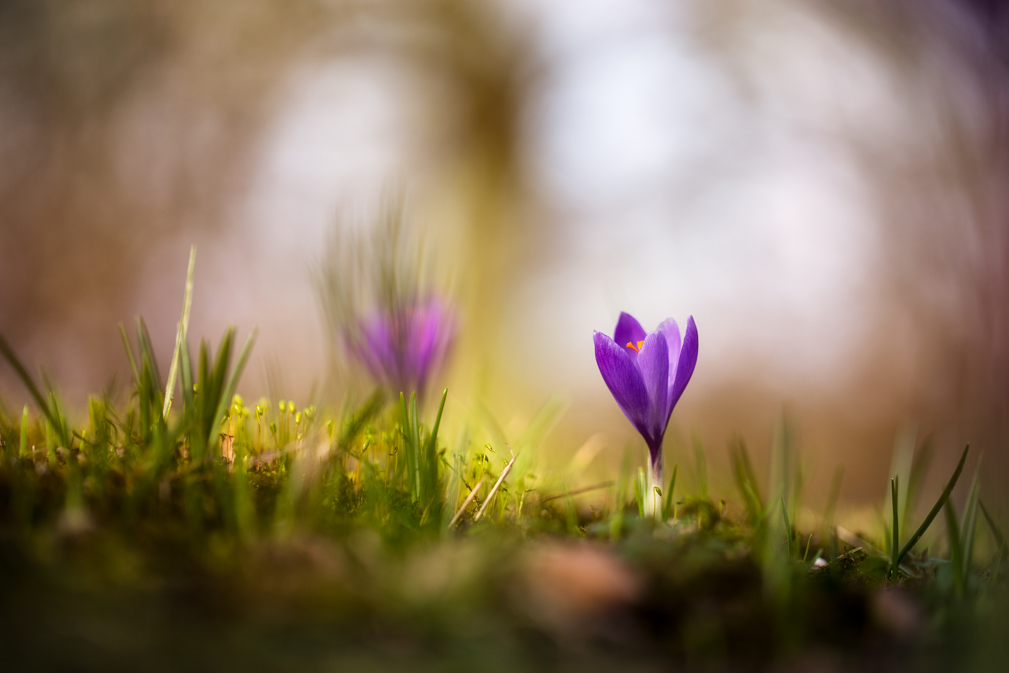 Sony a7 II sample photo. Spring break crocus photography