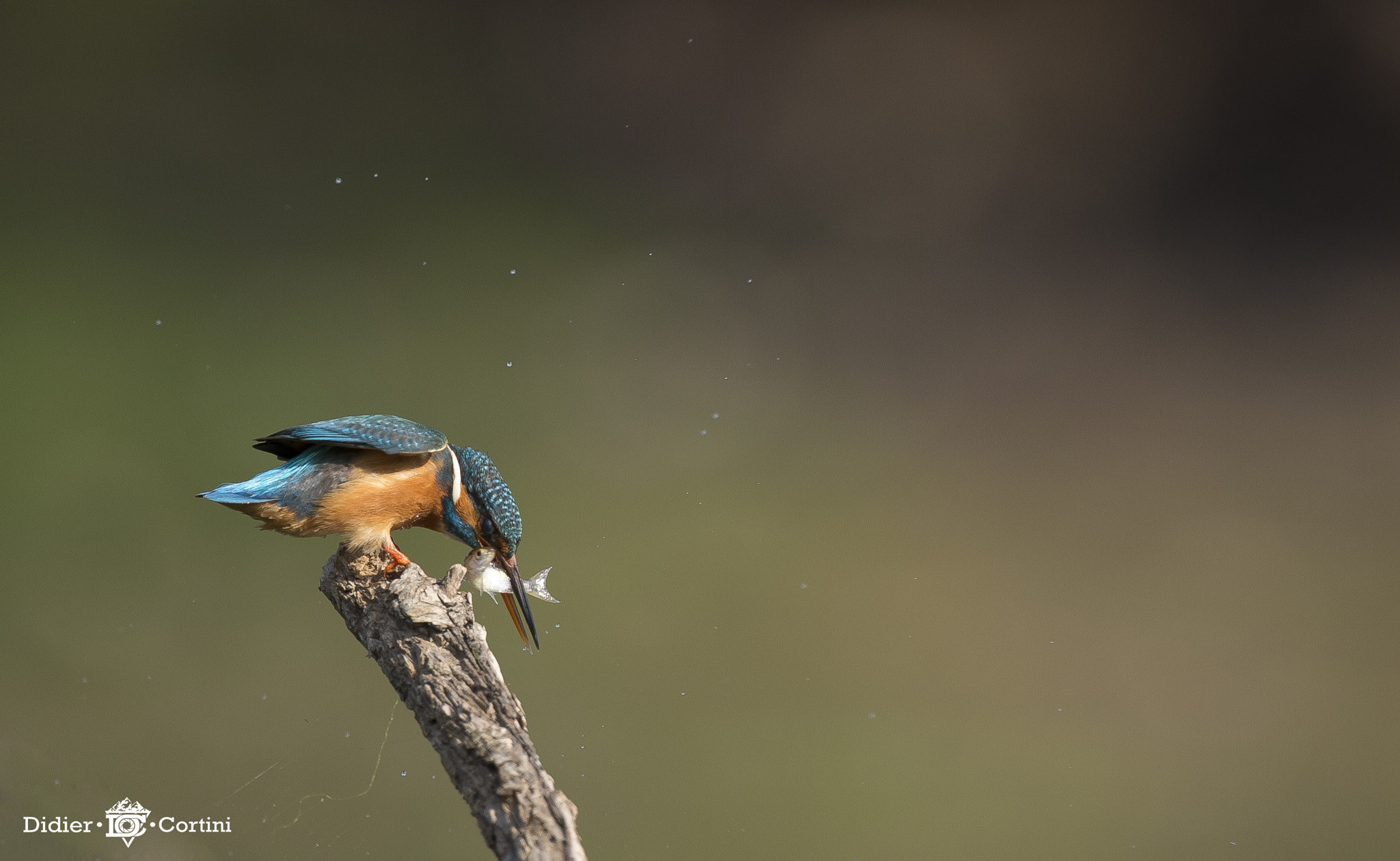 Nikon D4S + Nikon AF-S Nikkor 500mm F4G ED VR sample photo. The fisherman photography