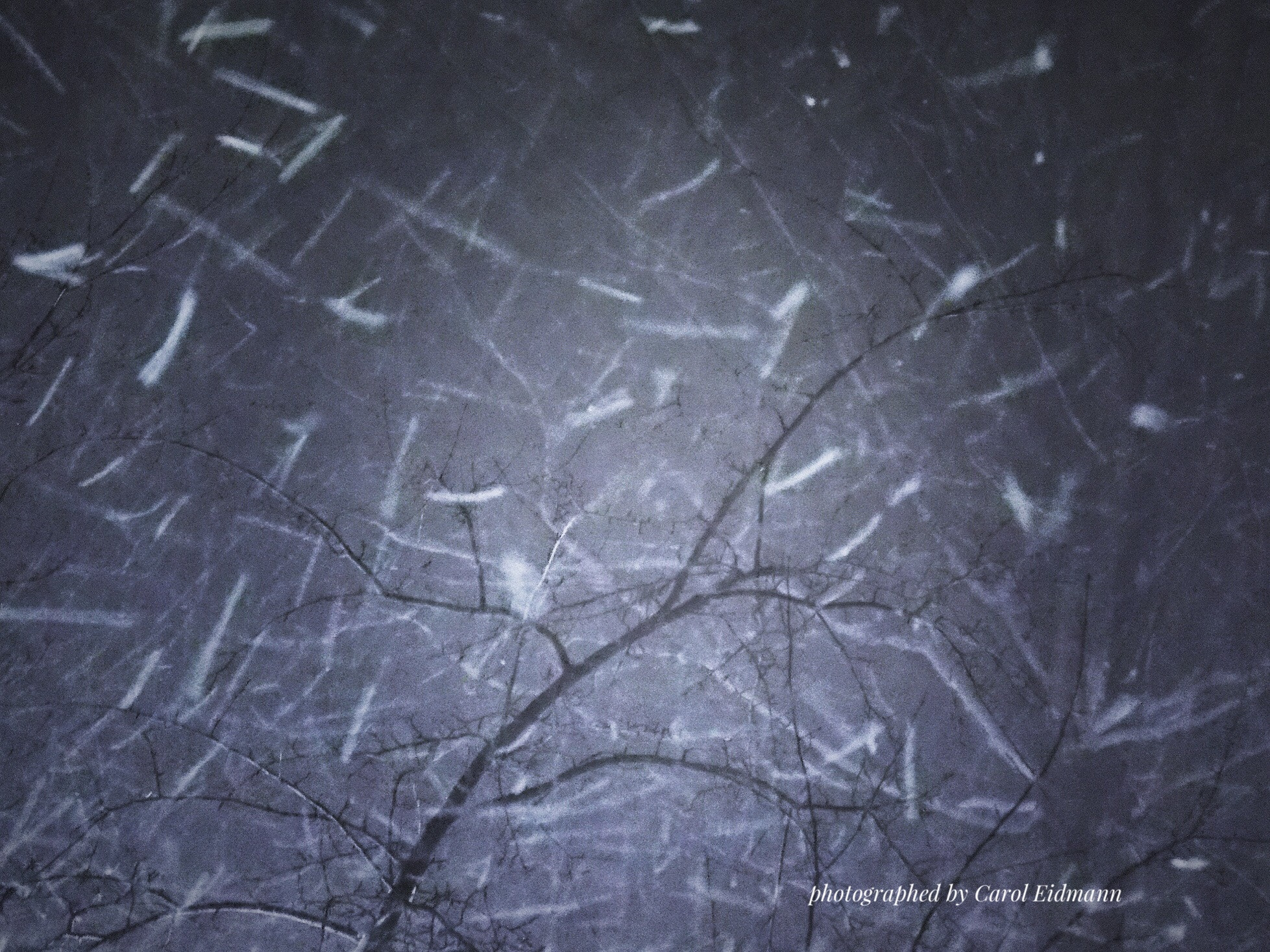Fujifilm FinePix S9900W S9950W sample photo. " crazy snowstorm " photography