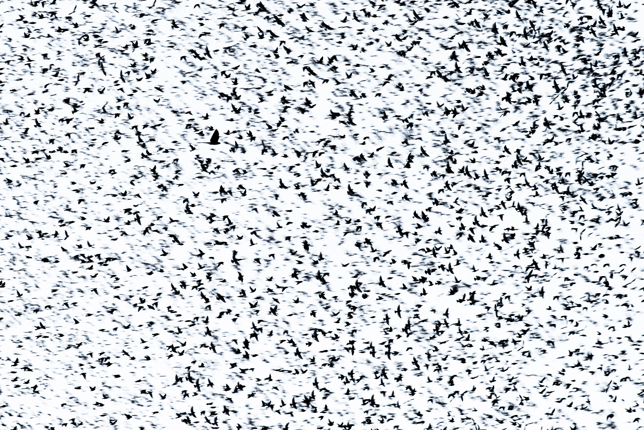 Nikon AF-S Nikkor 200-500mm F5.6E ED VR sample photo. 1 falcon and 1000 starlings photography