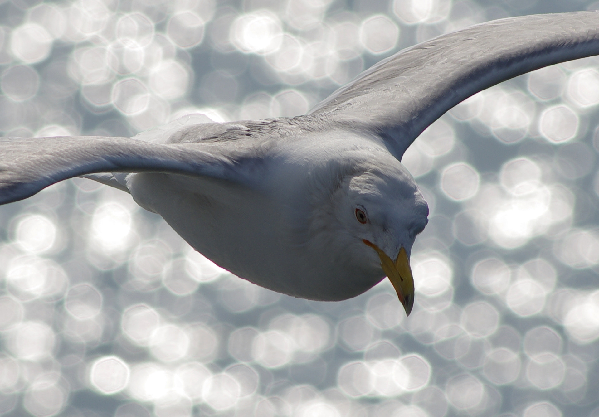 Pentax K-5 II sample photo. Silver photography