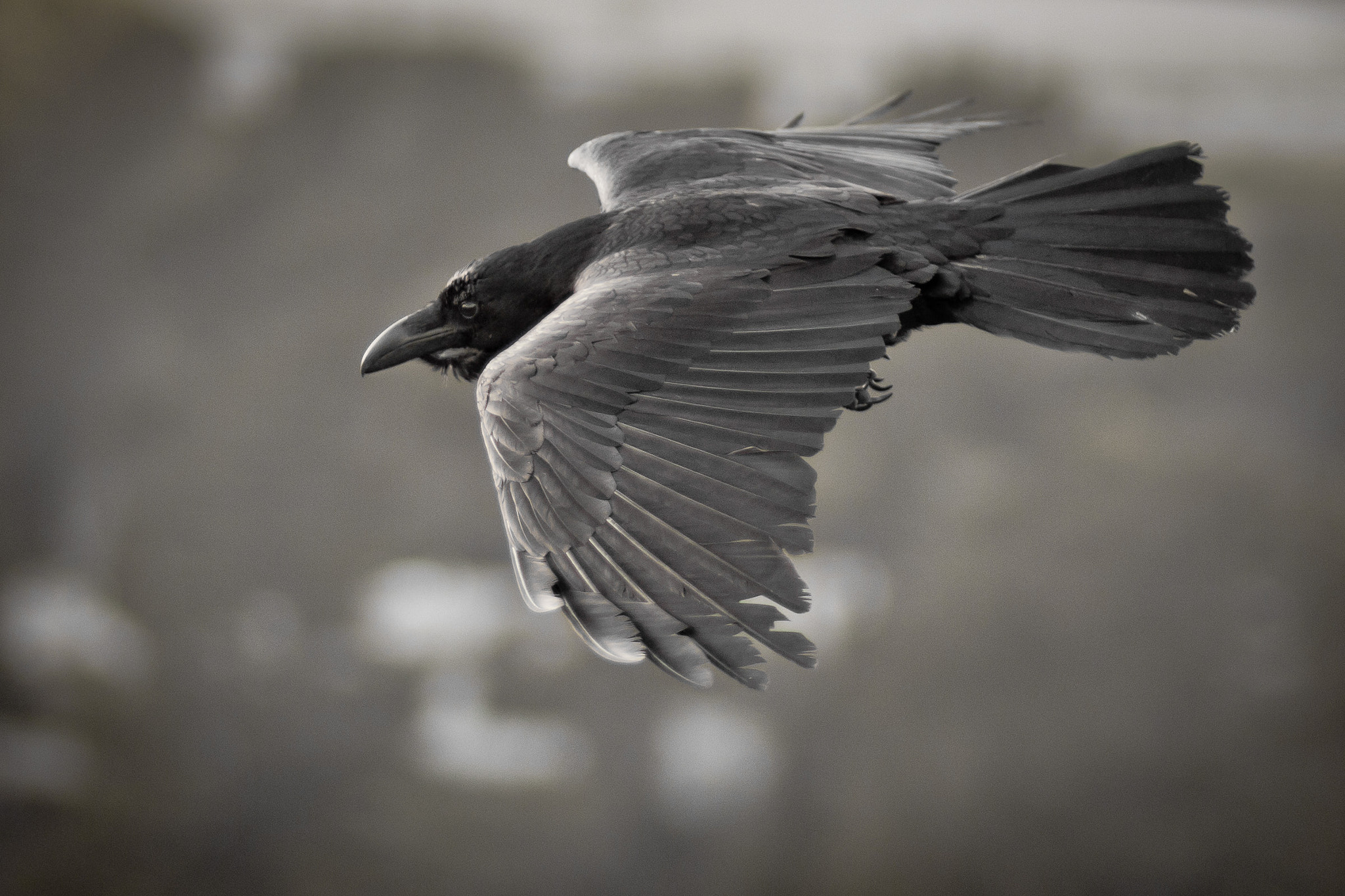 Canon EOS 60D + Canon EF 85mm F1.8 USM sample photo. Raven photography
