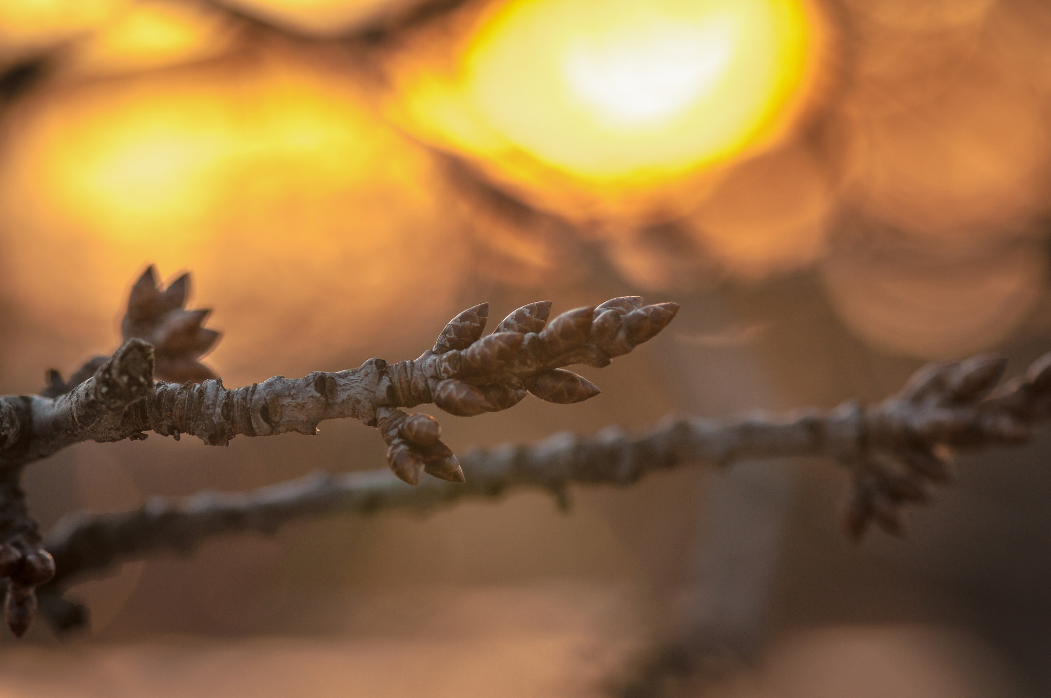 Nikon AF-S Micro-Nikkor 105mm F2.8G IF-ED VR sample photo. Arms. Руки. photography