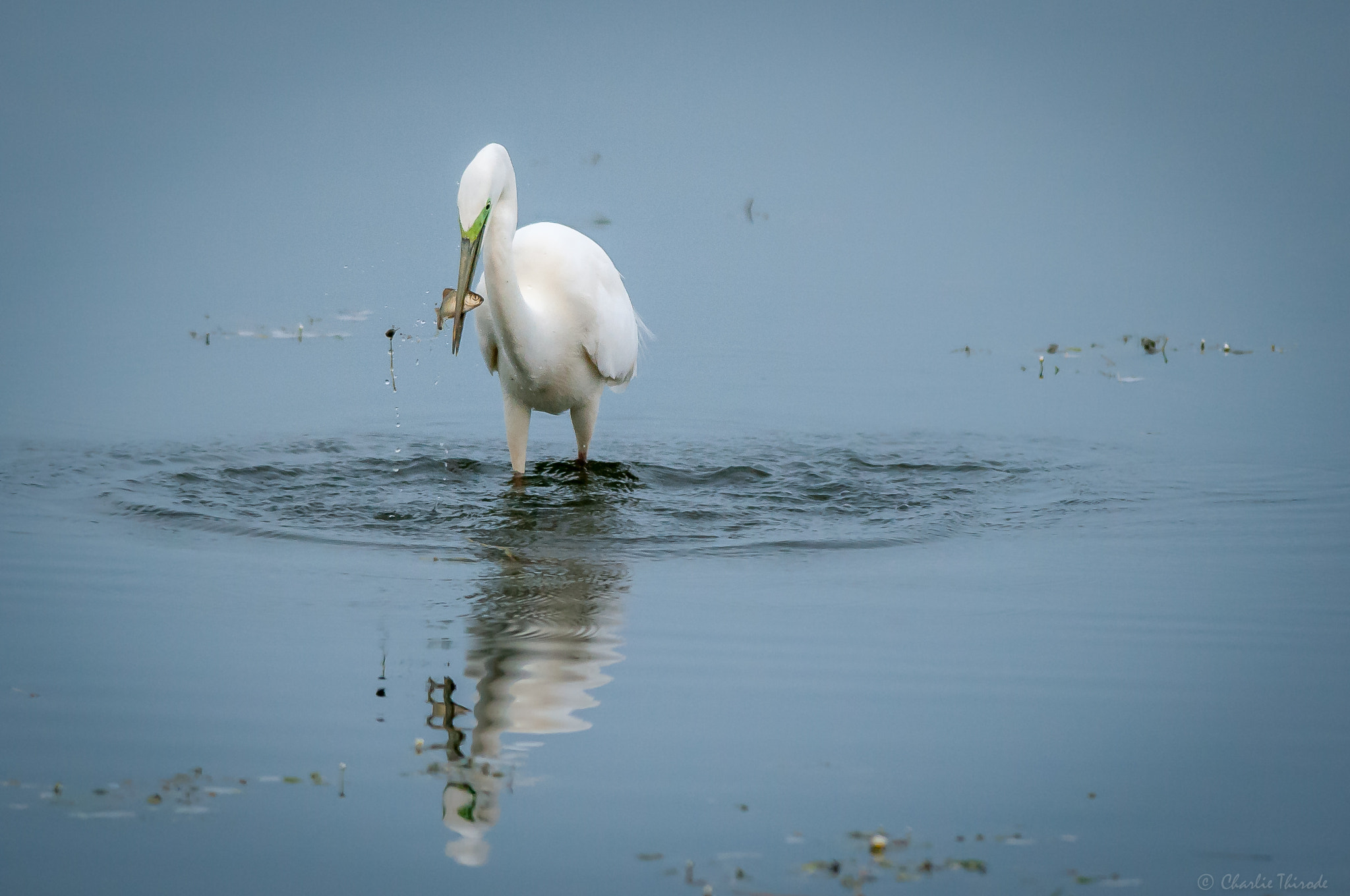 Nikon D300 + Nikon AF-S Nikkor 300mm F4D ED-IF sample photo. Eyes for fish but not fisheye photography