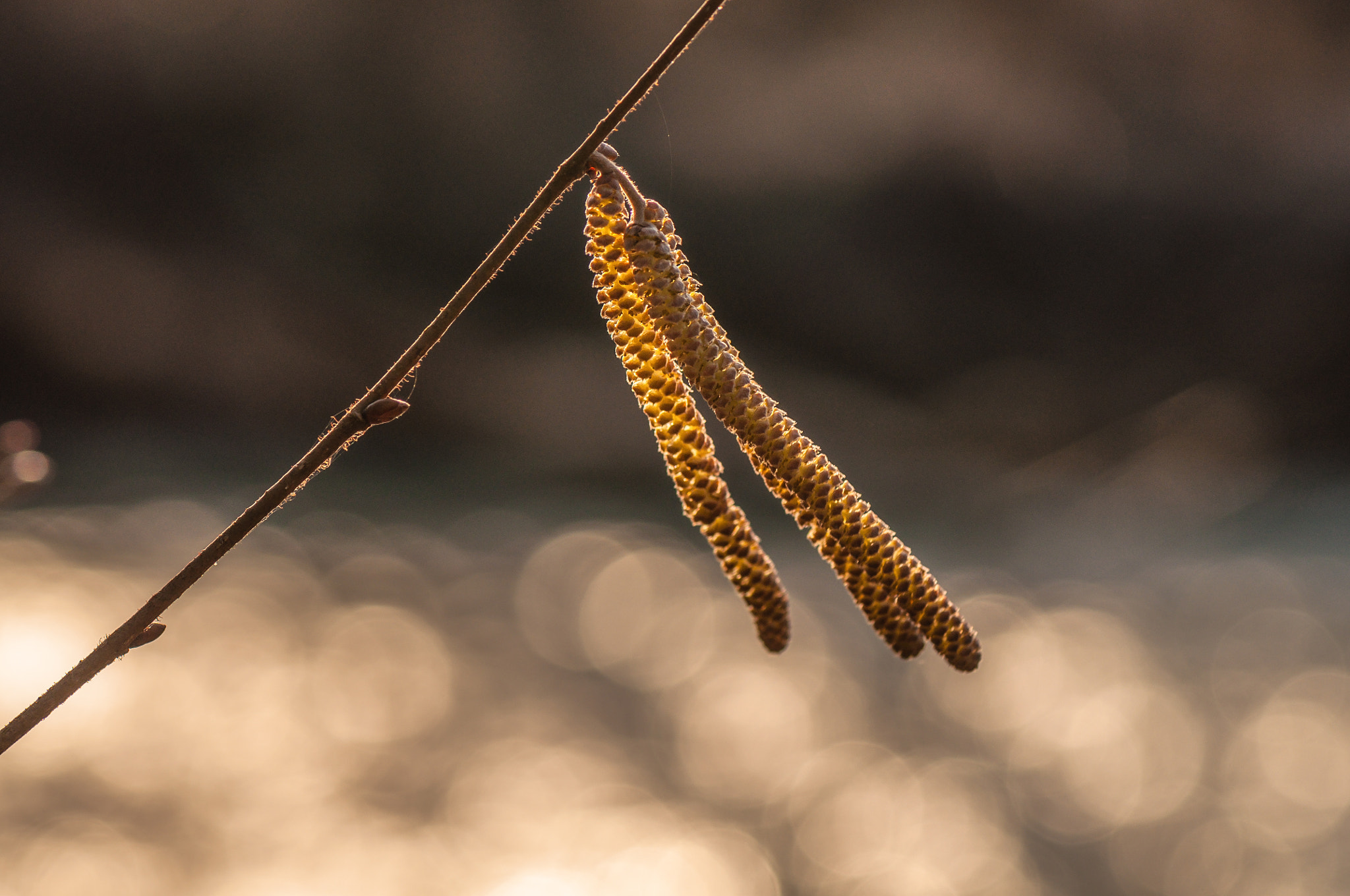 Nikon AF-S Micro-Nikkor 105mm F2.8G IF-ED VR sample photo. In the wind. На вітрі. photography