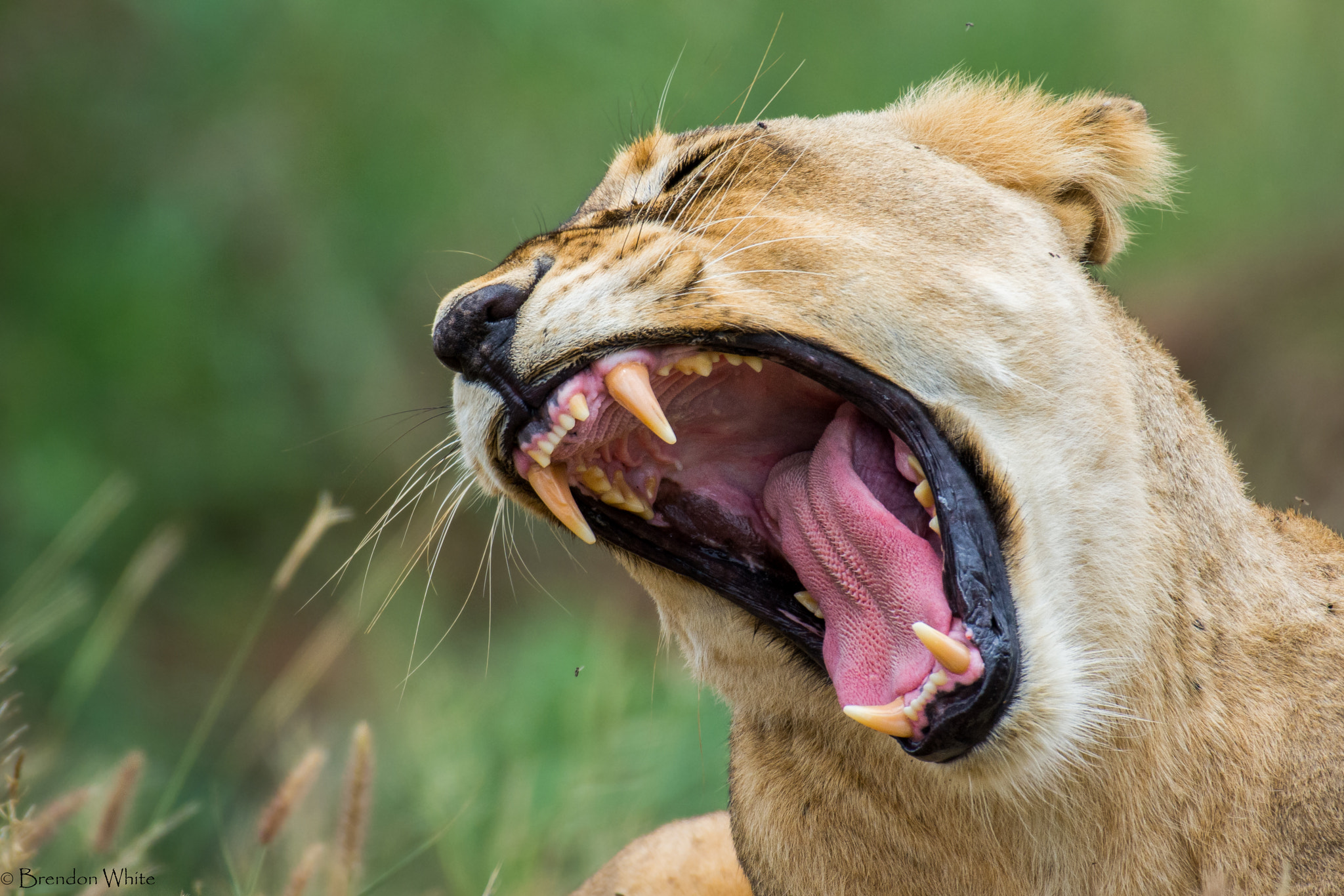 Nikon AF-S Nikkor 200-500mm F5.6E ED VR sample photo. Yawn photography