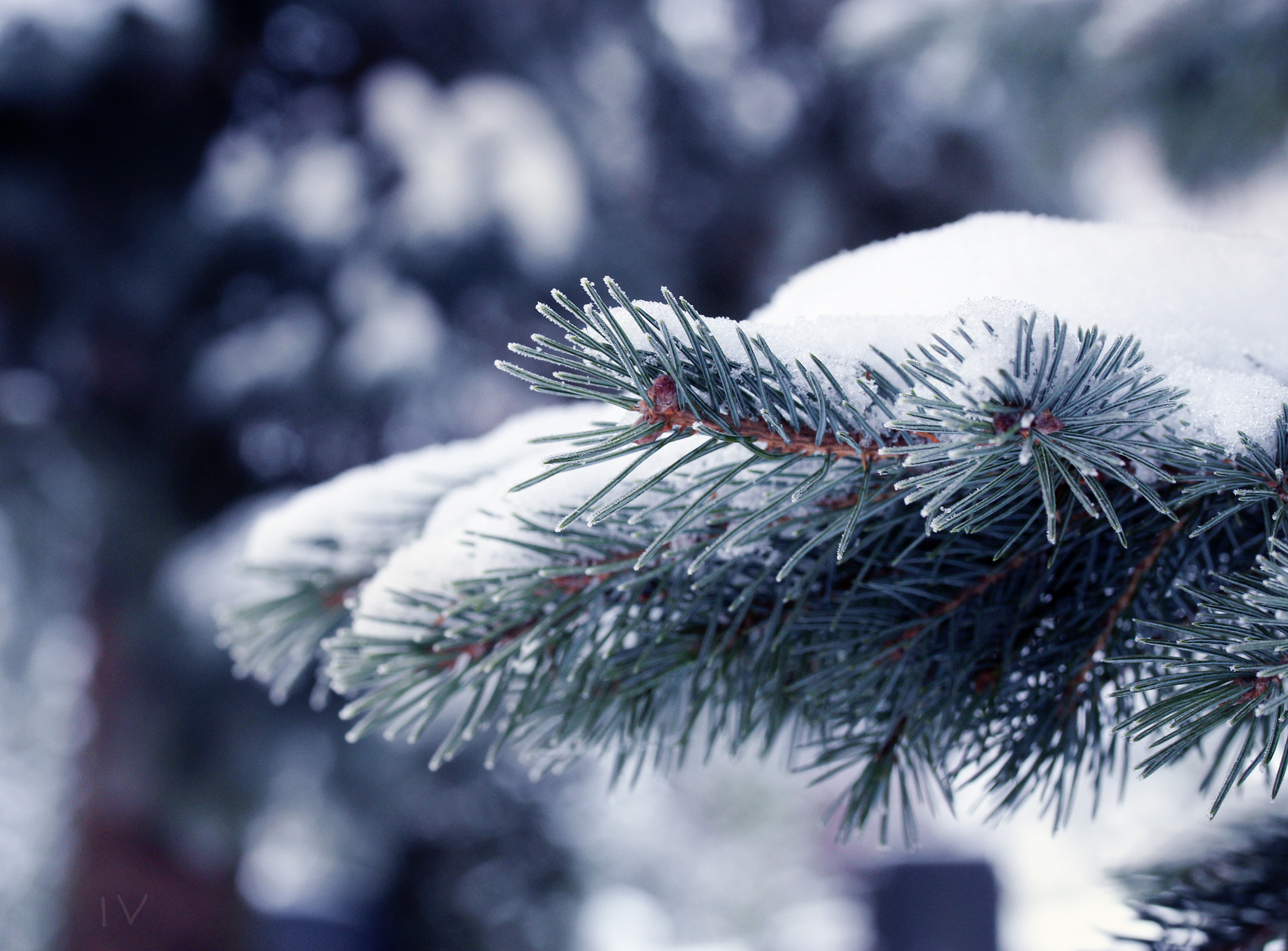 Canon EF-S 60mm F2.8 Macro USM sample photo. Still winter photography