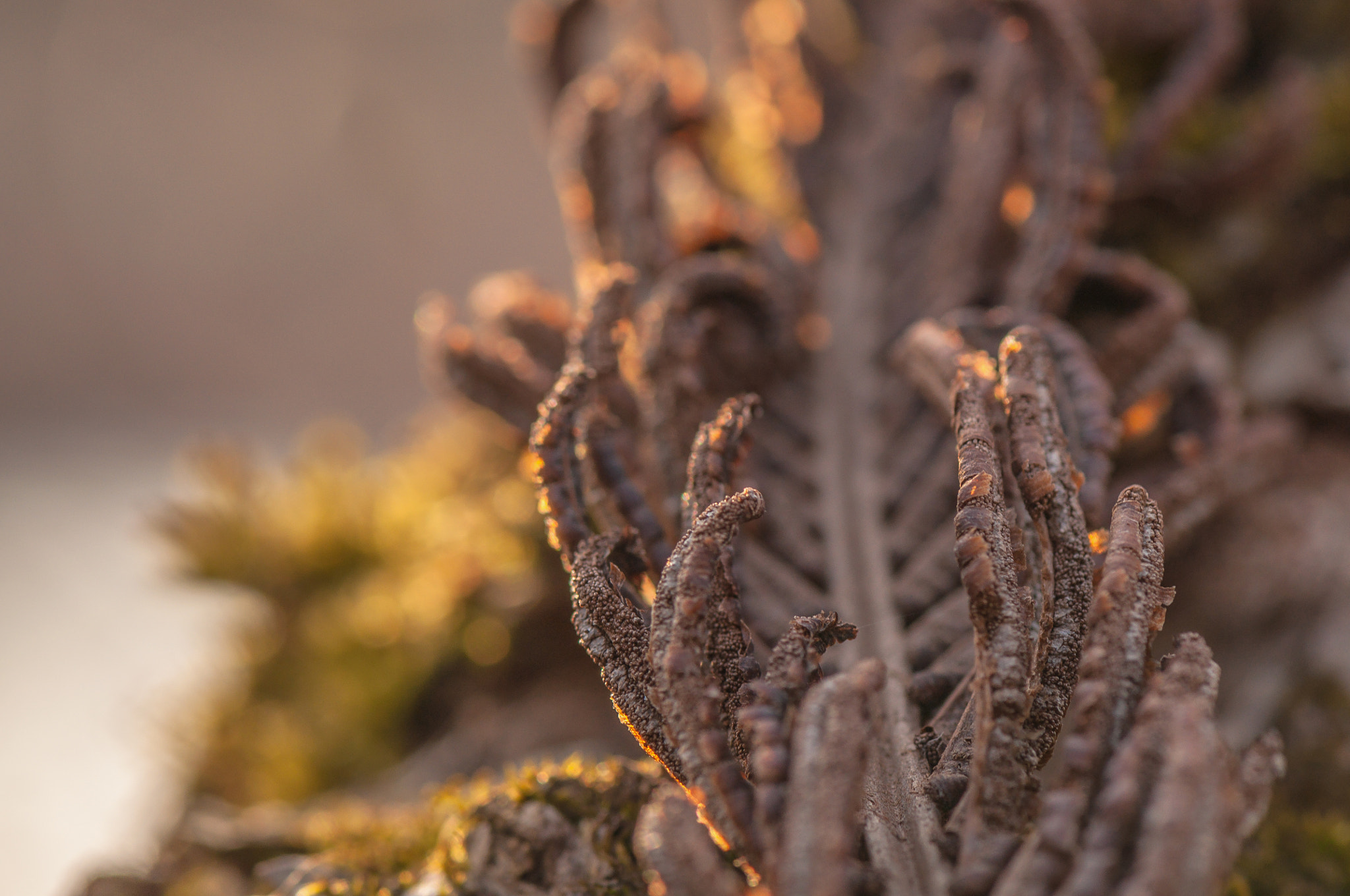 Nikon AF-S Micro-Nikkor 105mm F2.8G IF-ED VR sample photo. Fingers. Пальці. photography