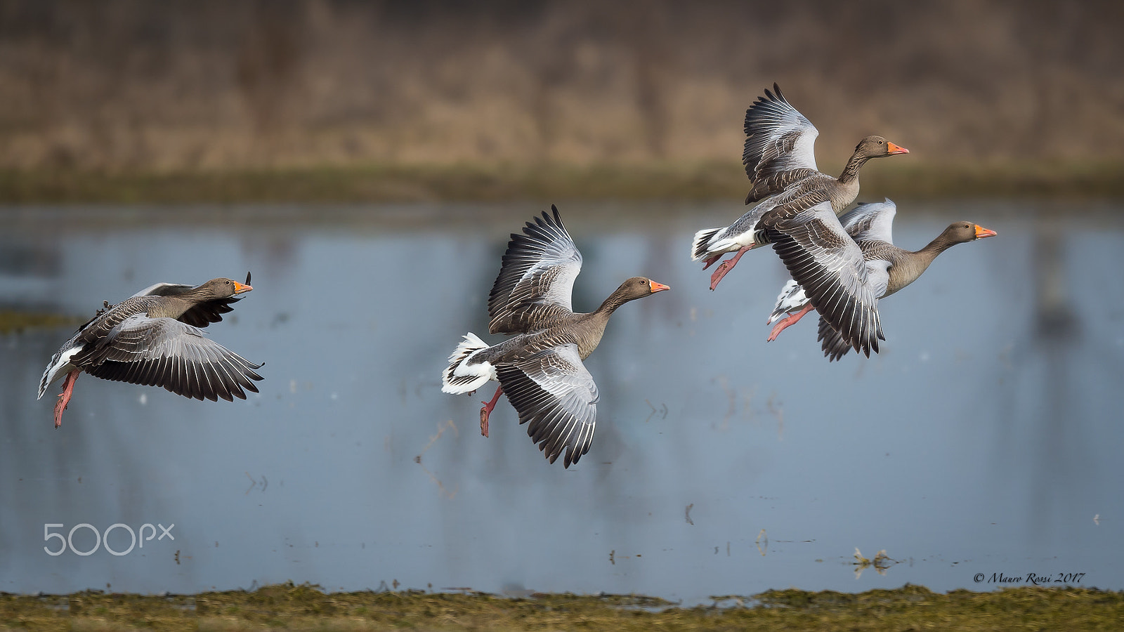 Nikon AF-S Nikkor 500mm F4E FL ED VR sample photo. "quartet" photography