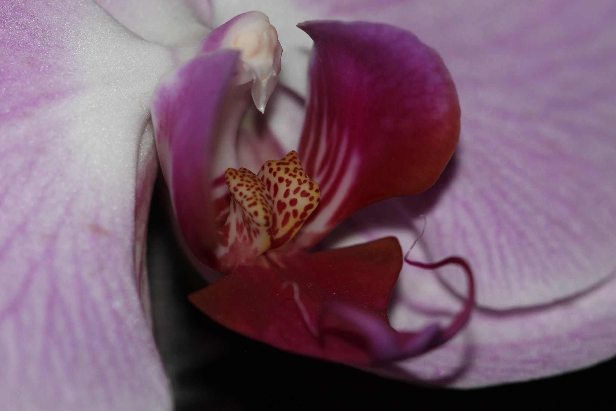 Canon EF 100mm F2.8 Macro USM sample photo. İnside of orchid photography