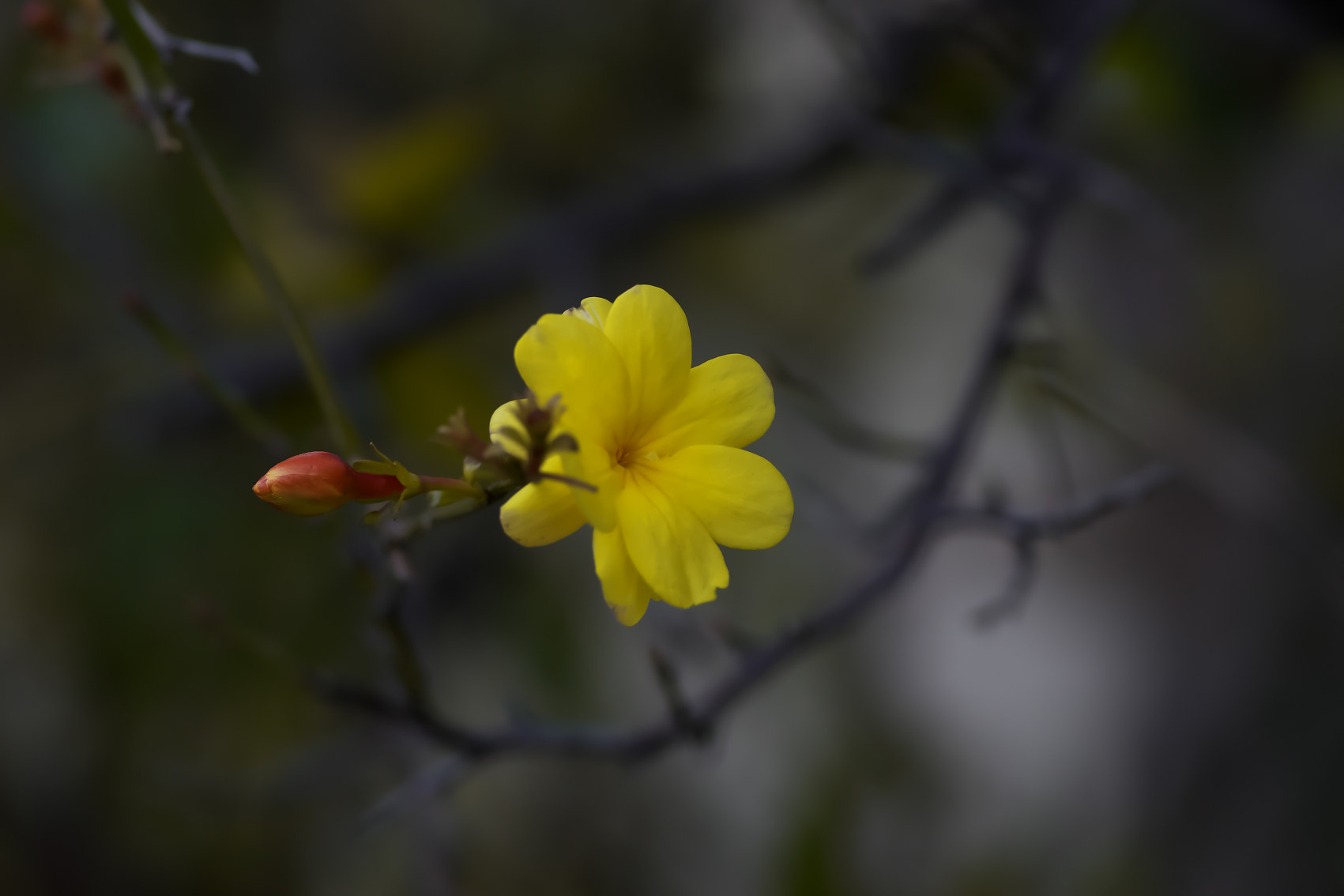 135mm F2.8[T4.5] STF sample photo. 雲南黄梅 photography