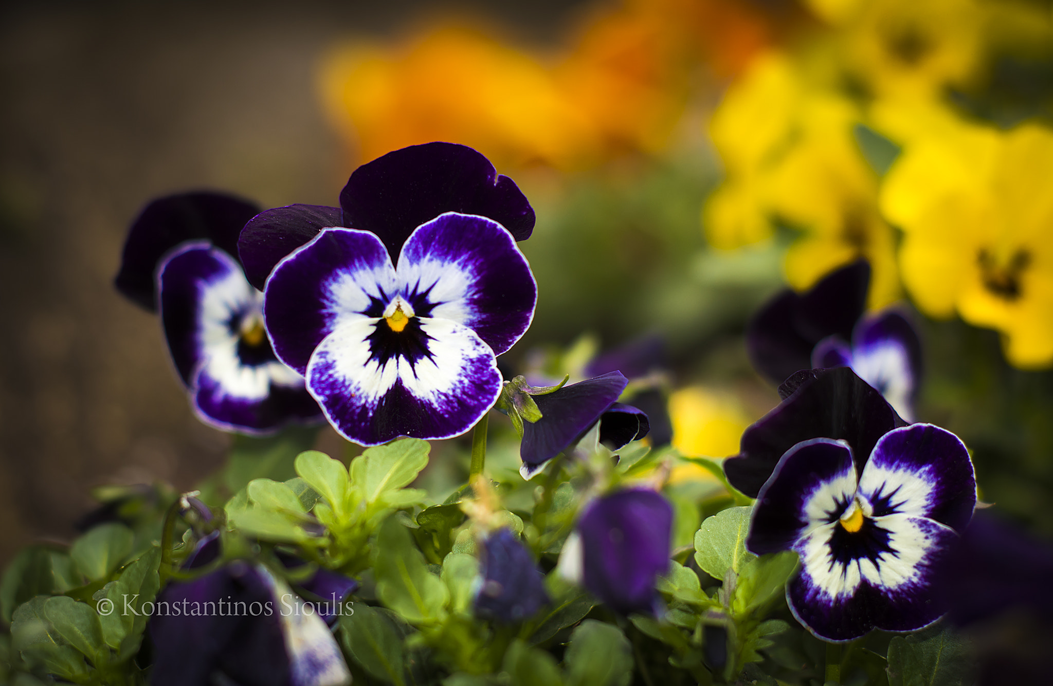 Nikon D3200 sample photo