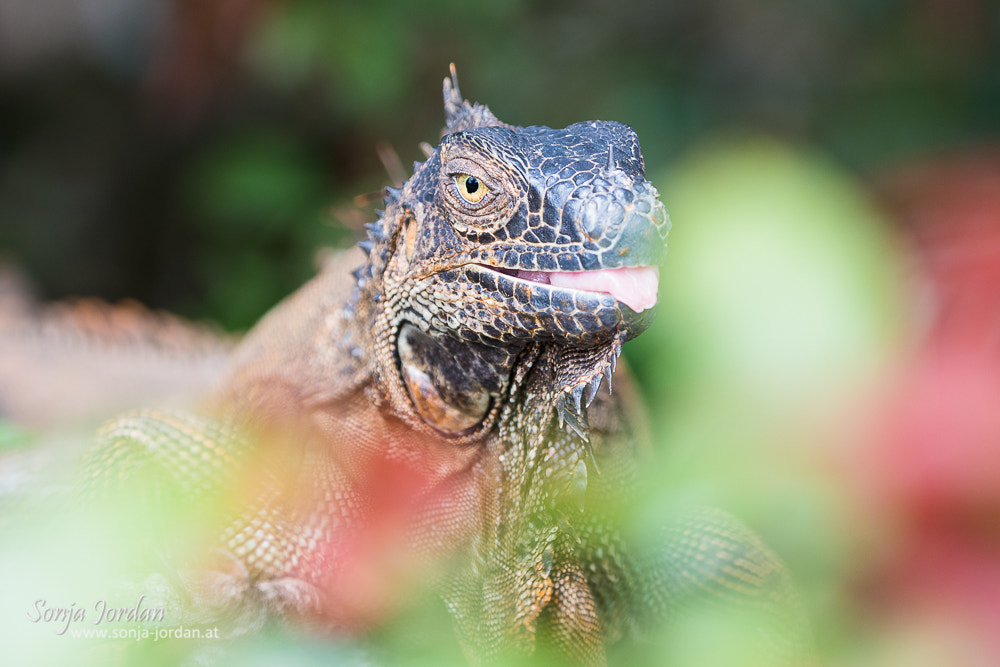 Nikon D500 sample photo. Iguana iguana photography