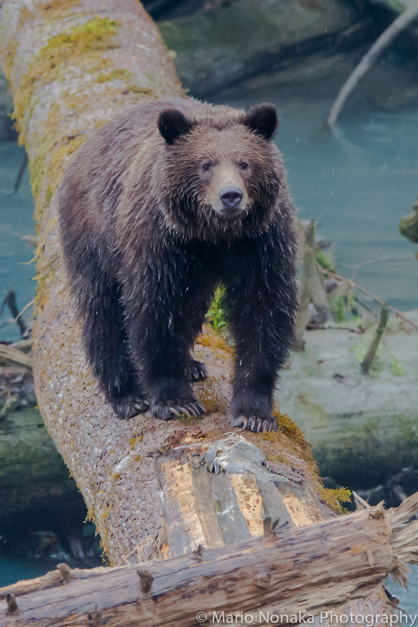 Nikon D4S sample photo. Grizzly on a log photography