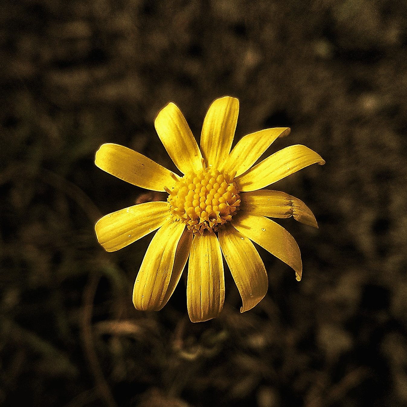 HTC ONE sample photo. Spring flowers photography