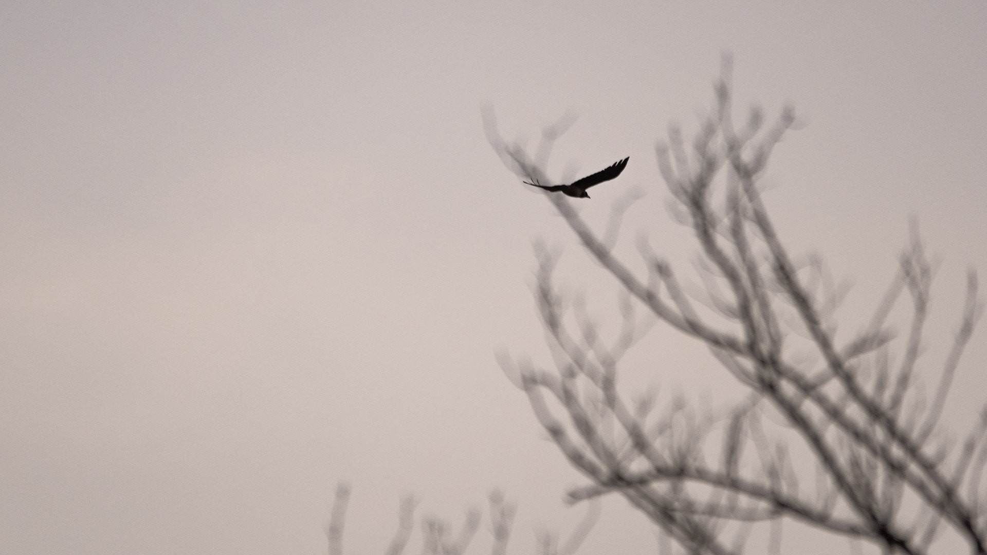 Sigma 150-500mm F5-6.3 DG OS HSM sample photo. Fading duck photography