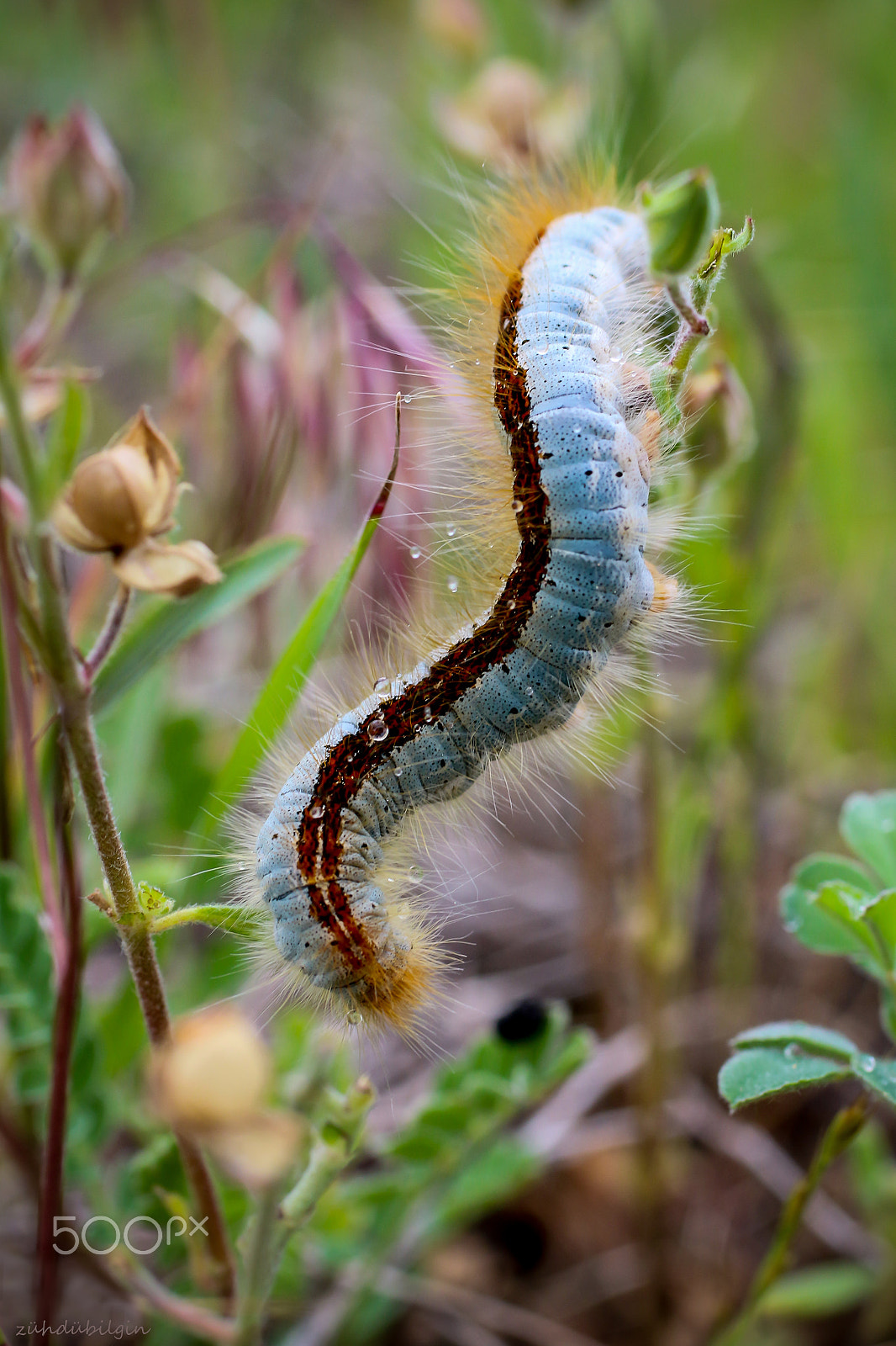 Canon EOS 650D (EOS Rebel T4i / EOS Kiss X6i) + Canon EF 50mm F2.5 Macro sample photo. Before the butterfly photography