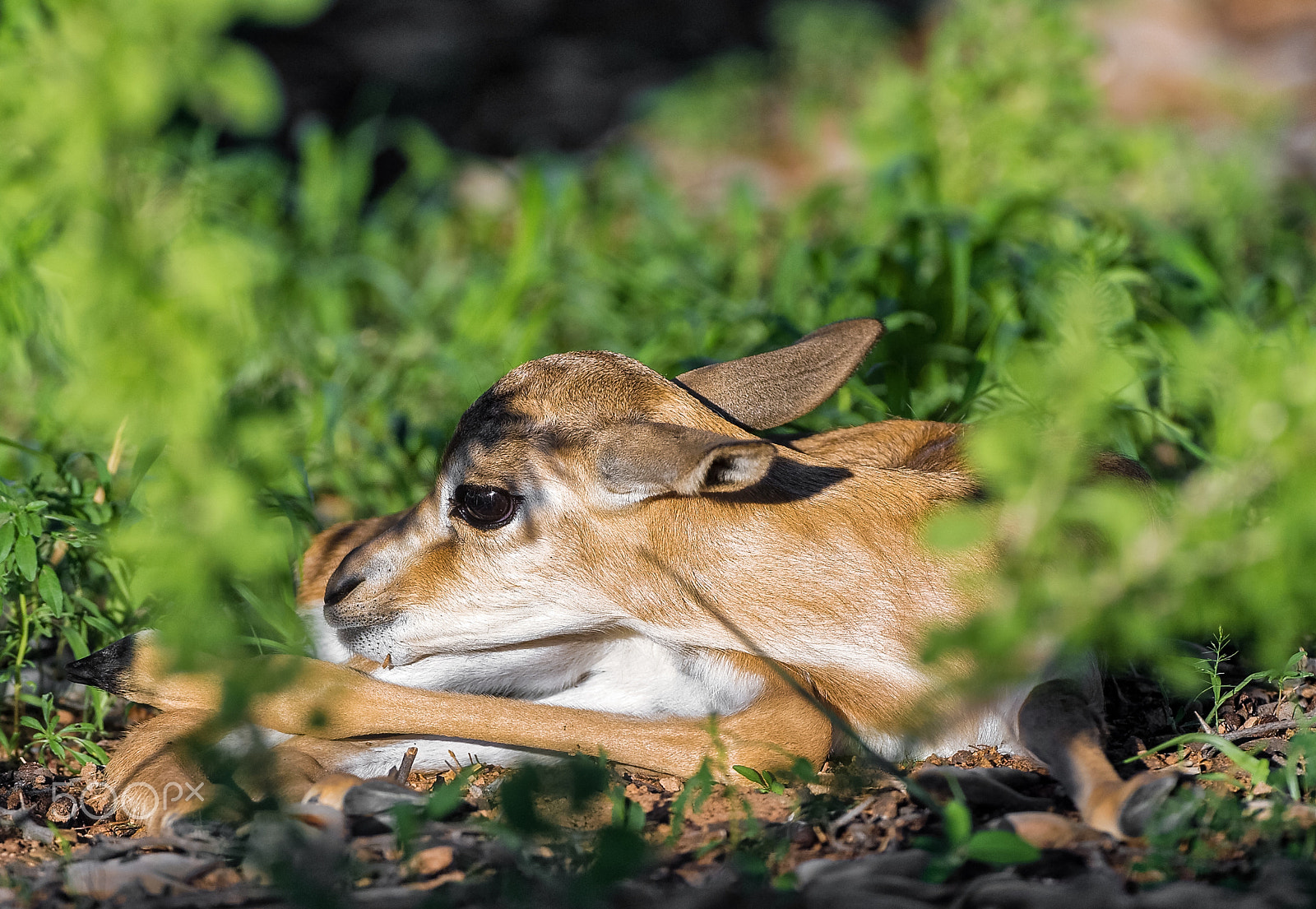 Nikon AF-S Nikkor 200-400mm F4G ED-IF VR sample photo. Newborn springbok hiding photography