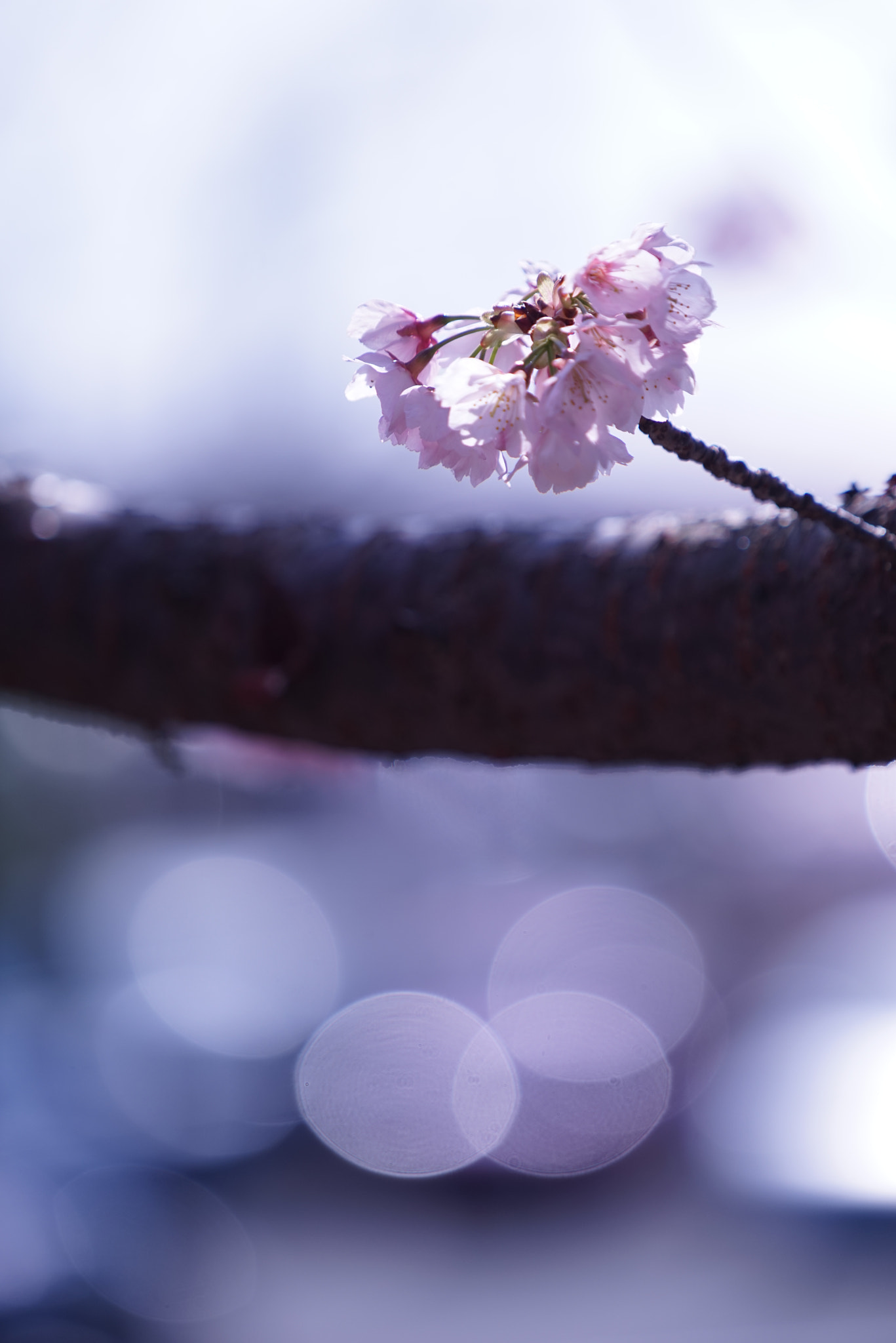 Sony MODEL-NAME sample photo. Sakura photography