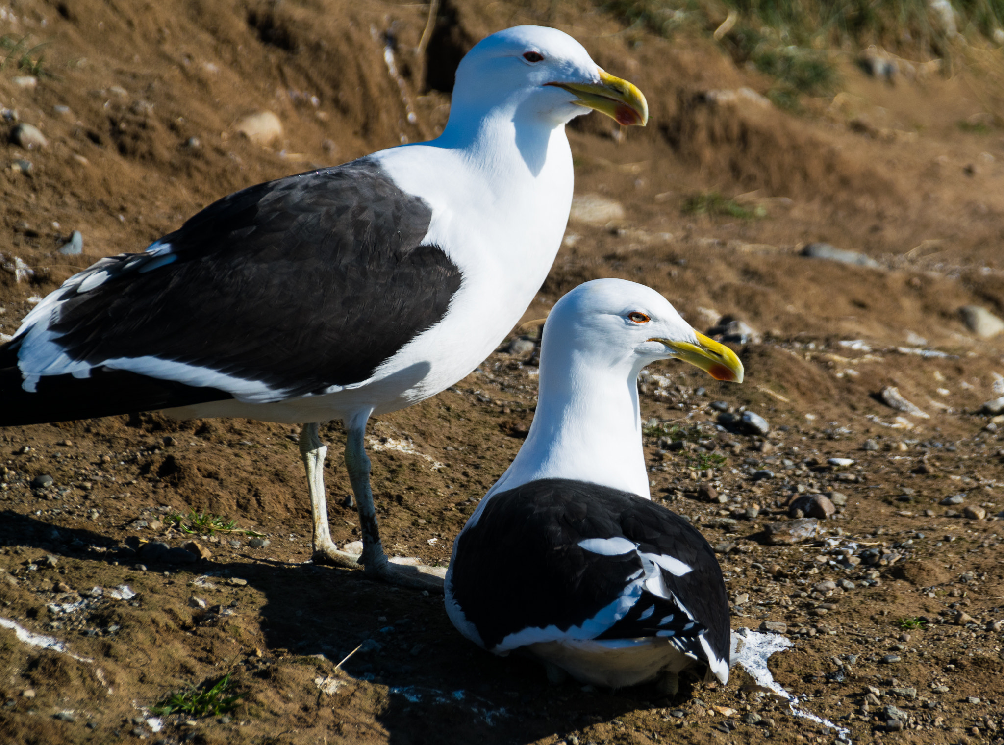 Sigma 18-250mm F3.5-6.3 DC Macro OS HSM sample photo. Mean seagulls photography
