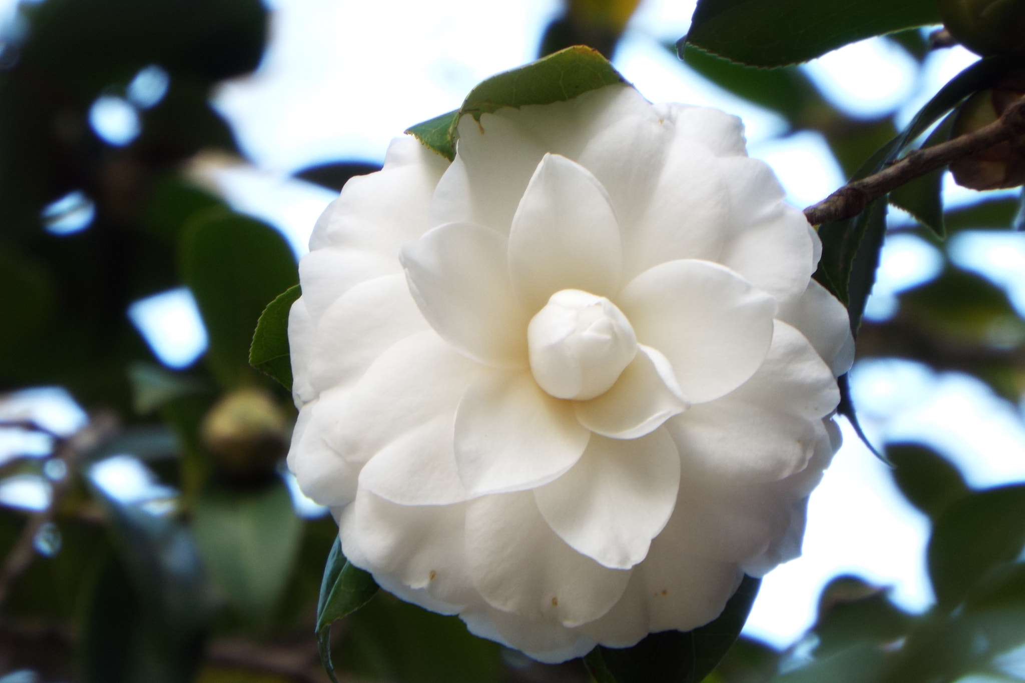 Fujifilm FinePix S9800 sample photo. Camellia japonica photography