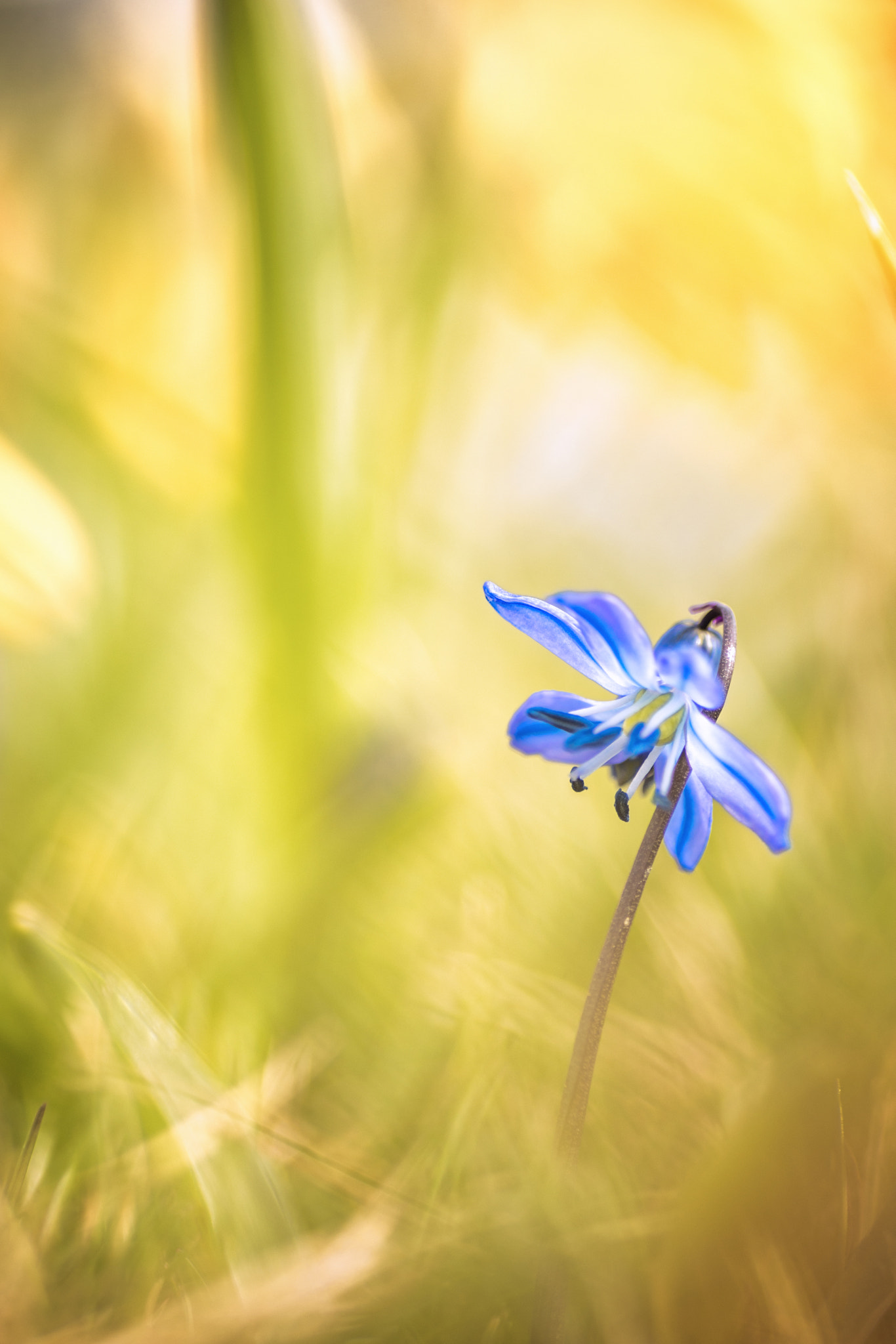Nikon D7200 sample photo. Something blue photography