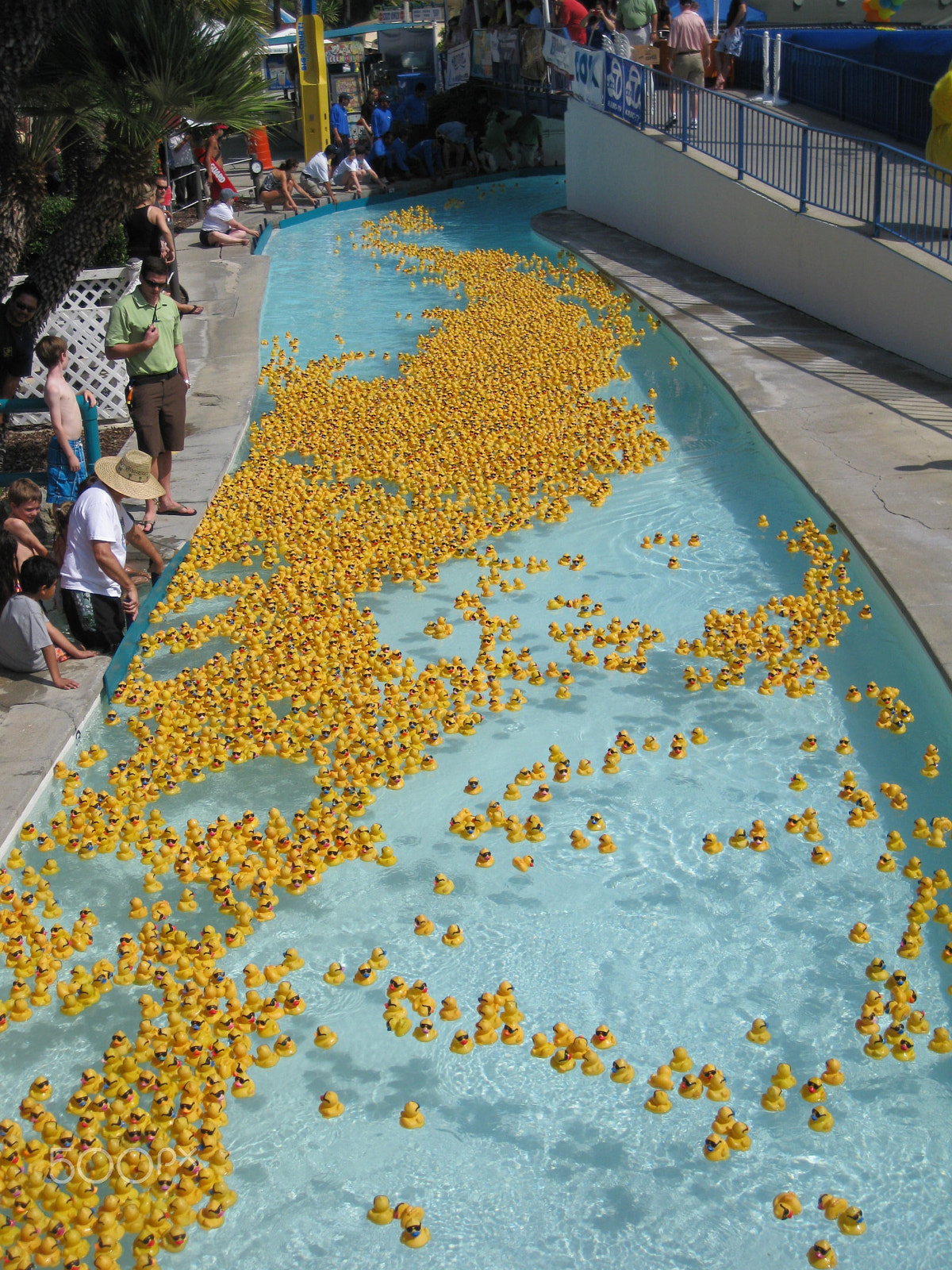 Canon PowerShot SD790 IS (Digital IXUS 90 IS / IXY Digital 95 IS) sample photo. Wild rivers duck race, 2010 photography