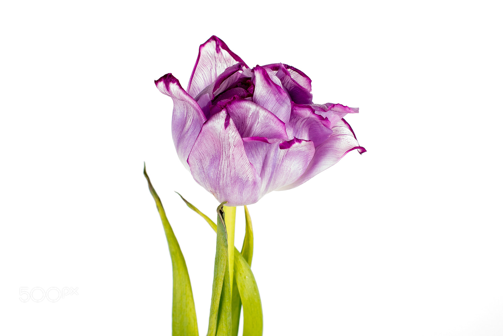 Nikon D600 sample photo. Tulip photography