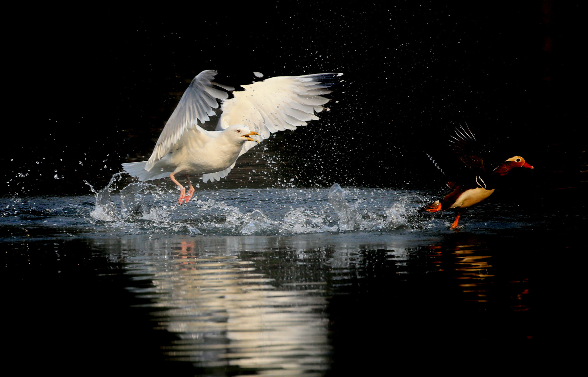Canon EOS-1D X sample photo. Chasing photography