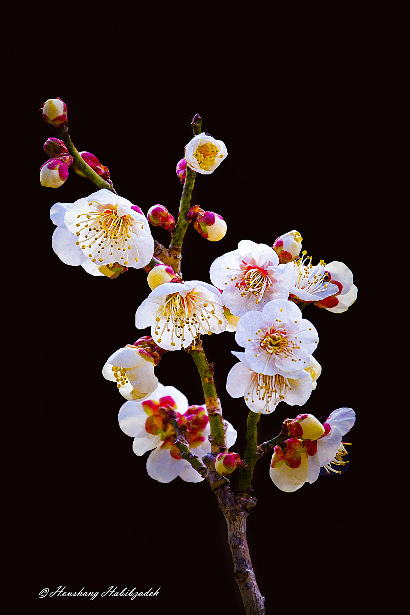 Canon EF 70-300mm F4-5.6L IS USM sample photo. White blossom in the darkness photography