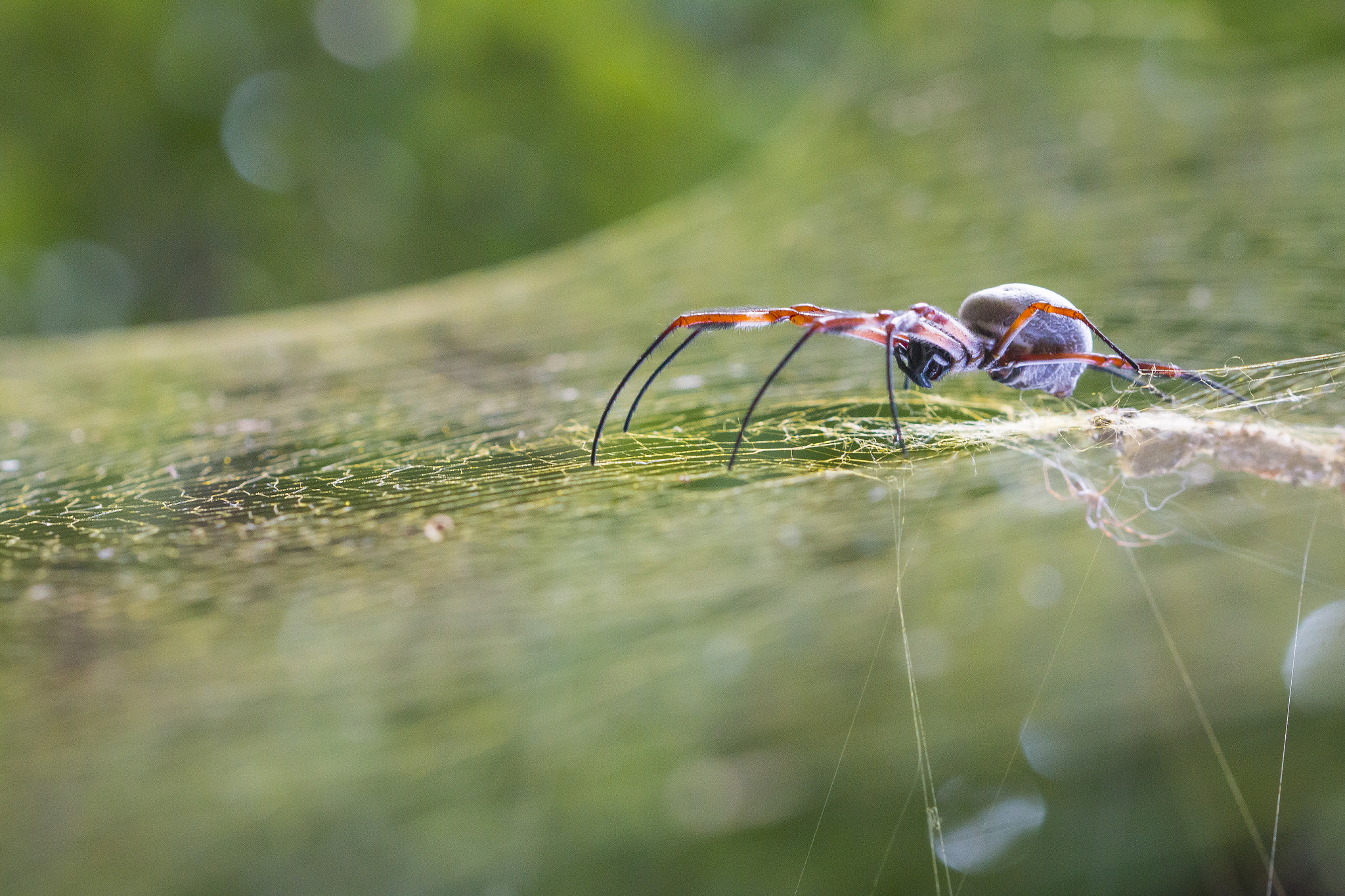 Canon EF 100mm F2.8 Macro USM sample photo. Golden orb spiders - female and male. photography