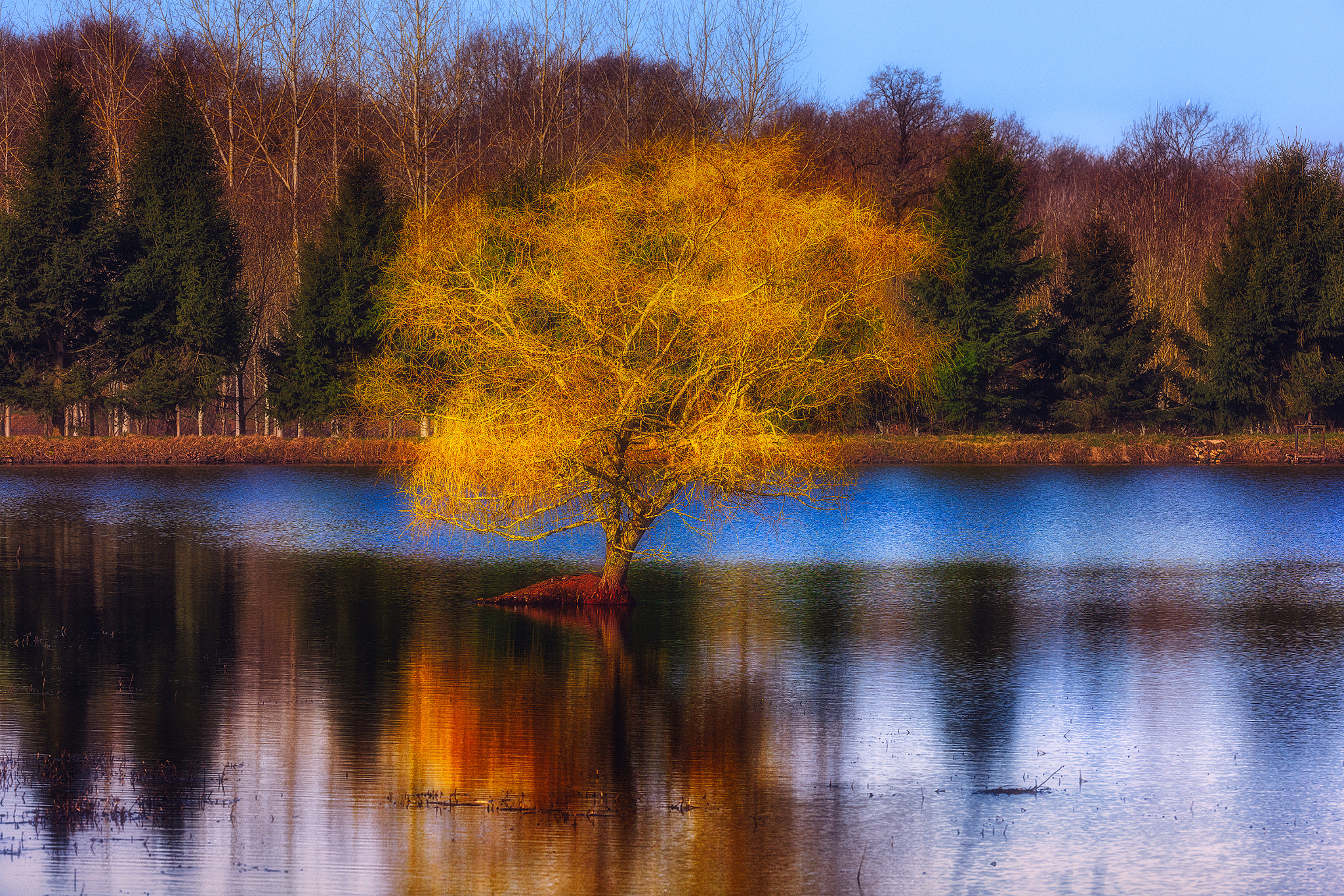 Canon EF 200-400mm F4L IS USM Extender 1.4x sample photo. Arbre jaune photography