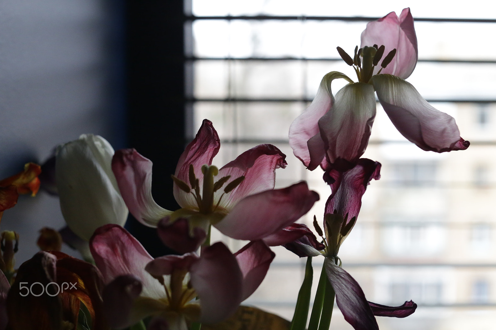 Canon EOS 6D + Canon EF 50mm F1.2L USM sample photo. Fading flowers photography