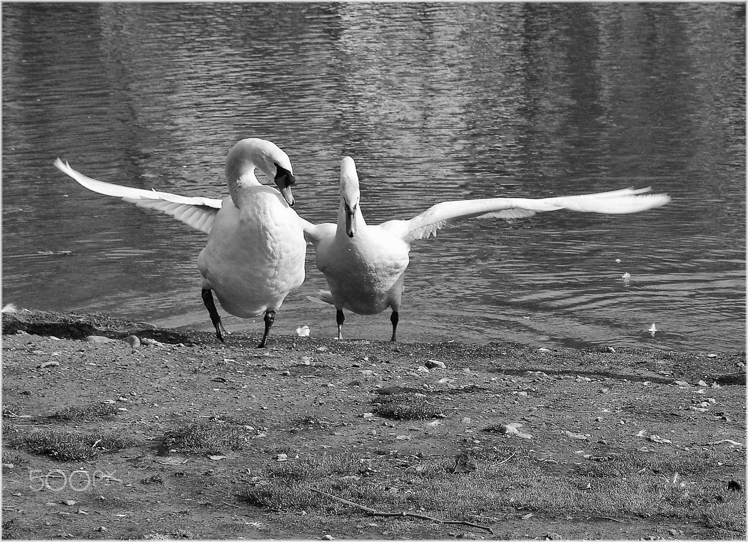 Samsung Pro 815 sample photo. Cisnes photography