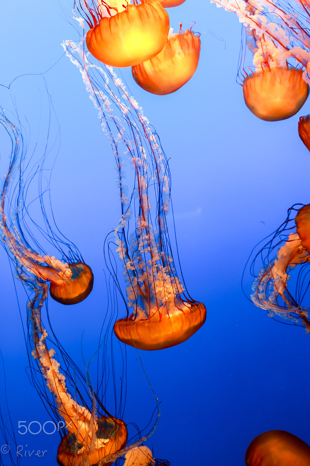 Canon EF 24-70mm F2.8L II USM sample photo. Jellyfish photography